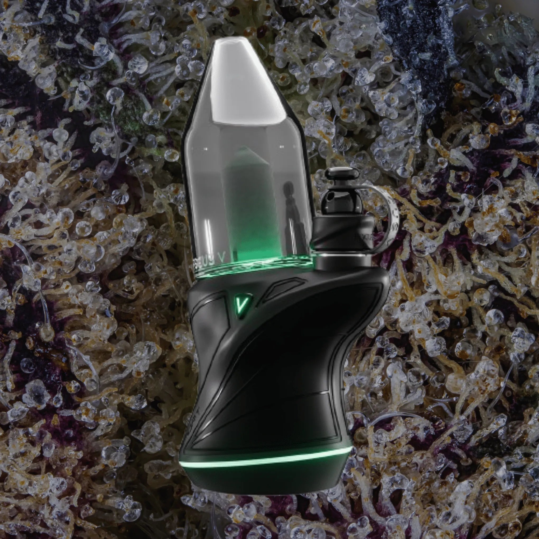 Focus V Carta Sport | Trichly