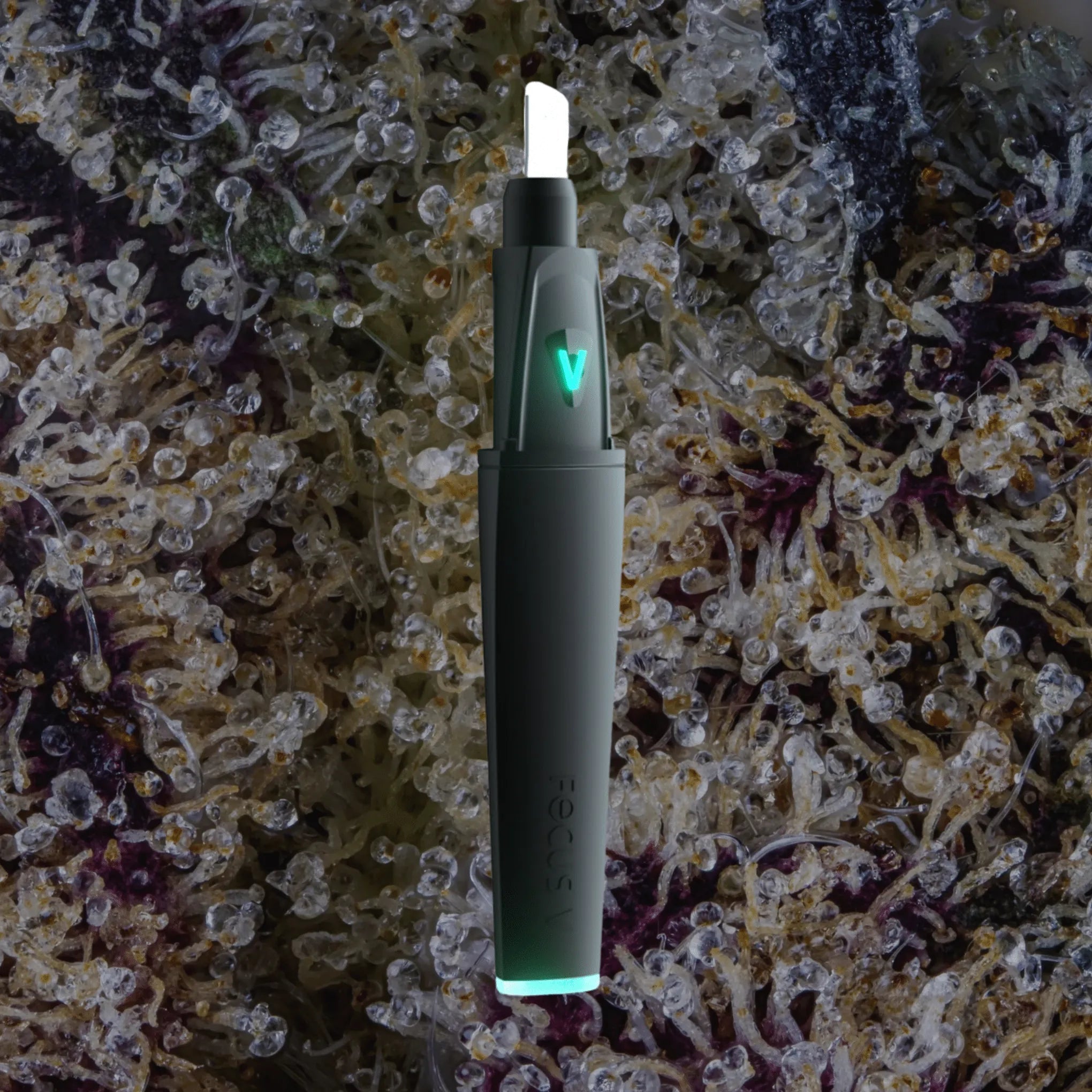Focus V Saber Black | Trichly