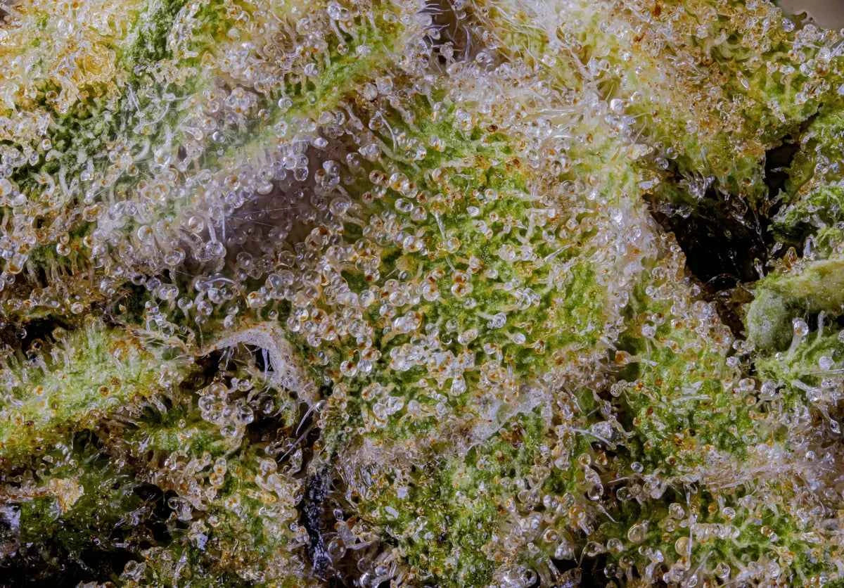 Close-up of a cannabis plant with trichomes on its surface