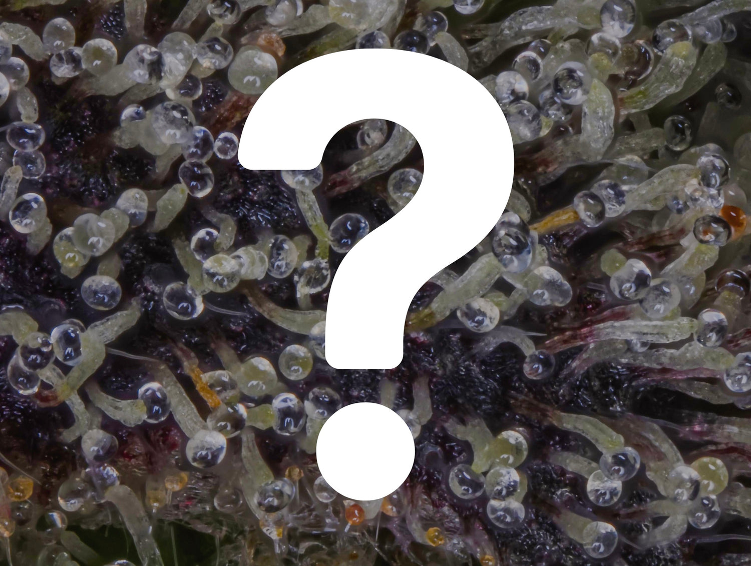 trichomes_with_question_mark