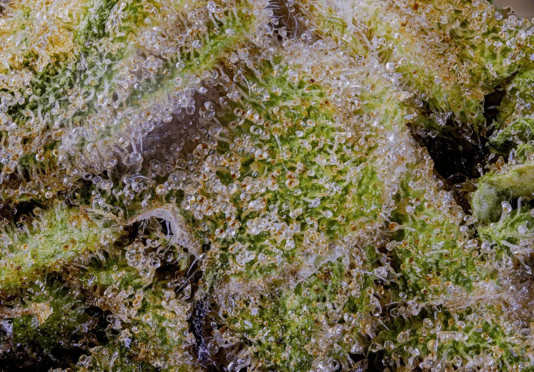 The Magical World of Cannabis Trichomes: Tiny Factories with Huge Flavor