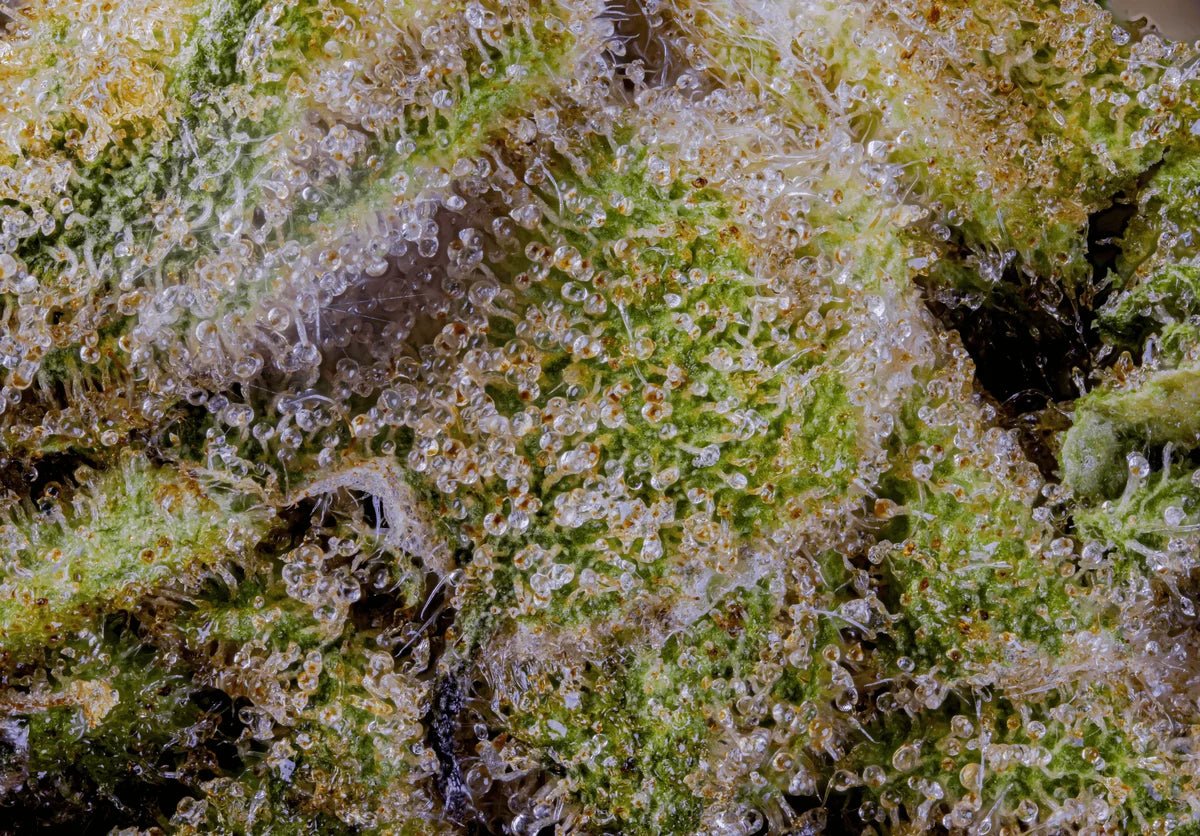 The Magical World of Cannabis Trichomes: Tiny Factories with Huge Flavor