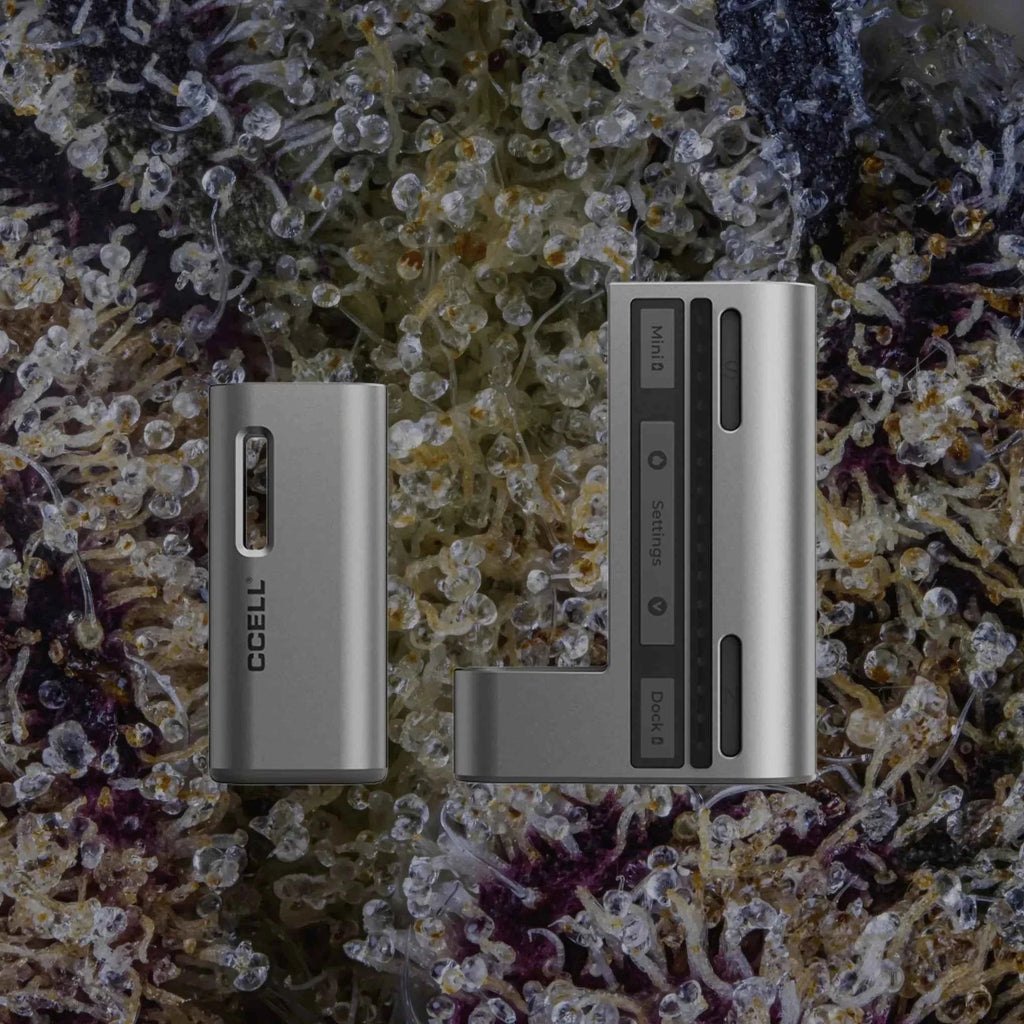 CCELL Fino Obsidian/Platinum | Trichly