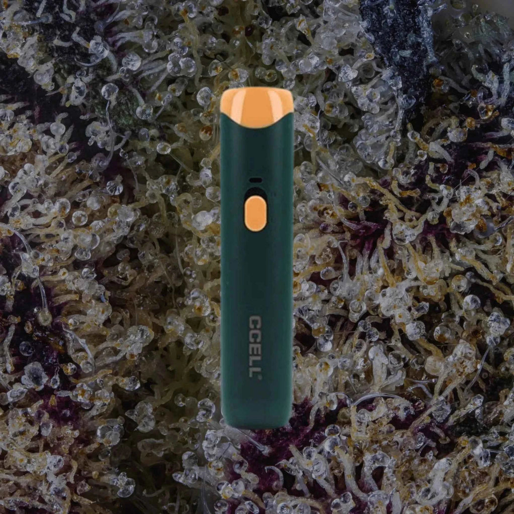 CCELL Go Stick Sunrise Pine | Trichly