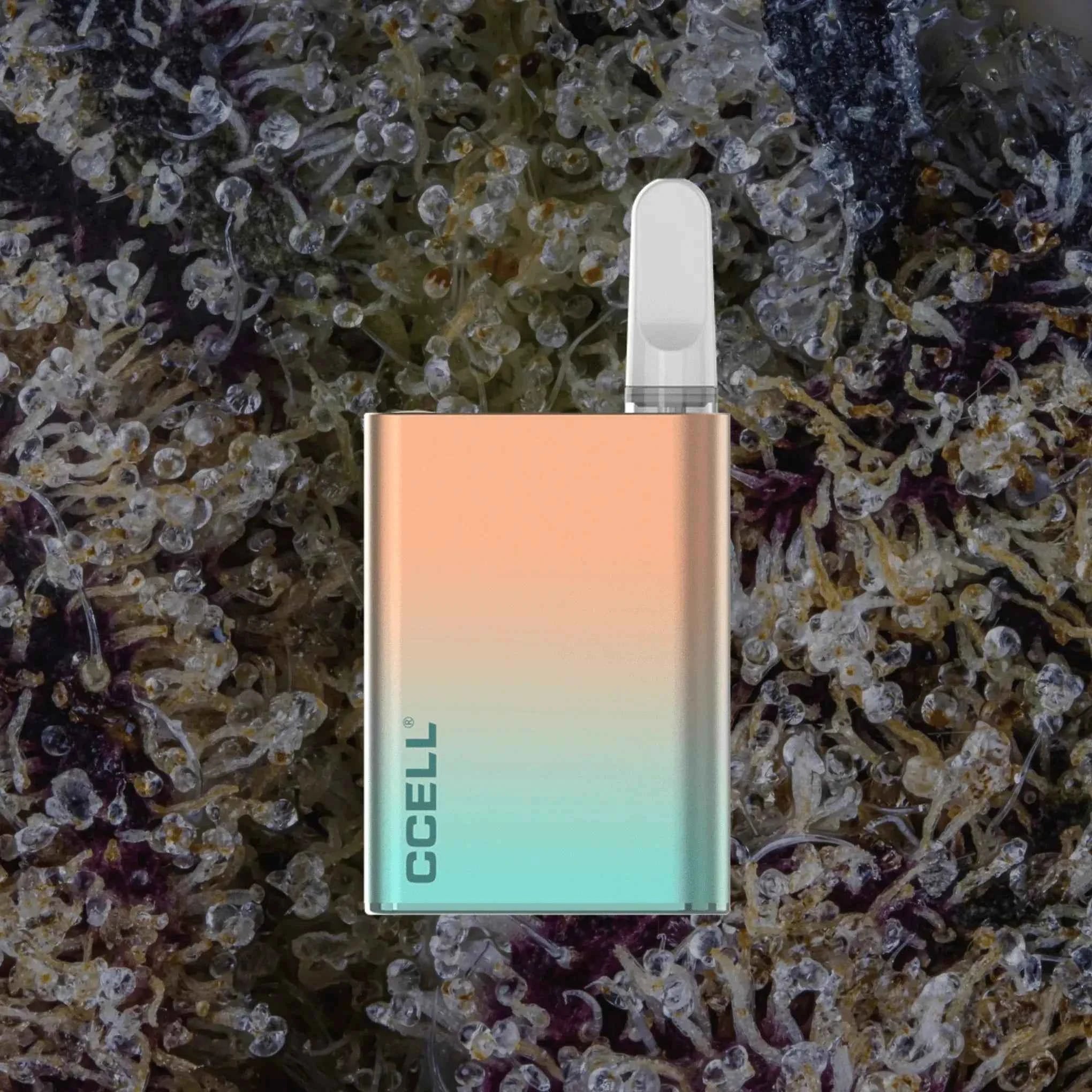 CCELL Palm Pro Champagne | Trichly