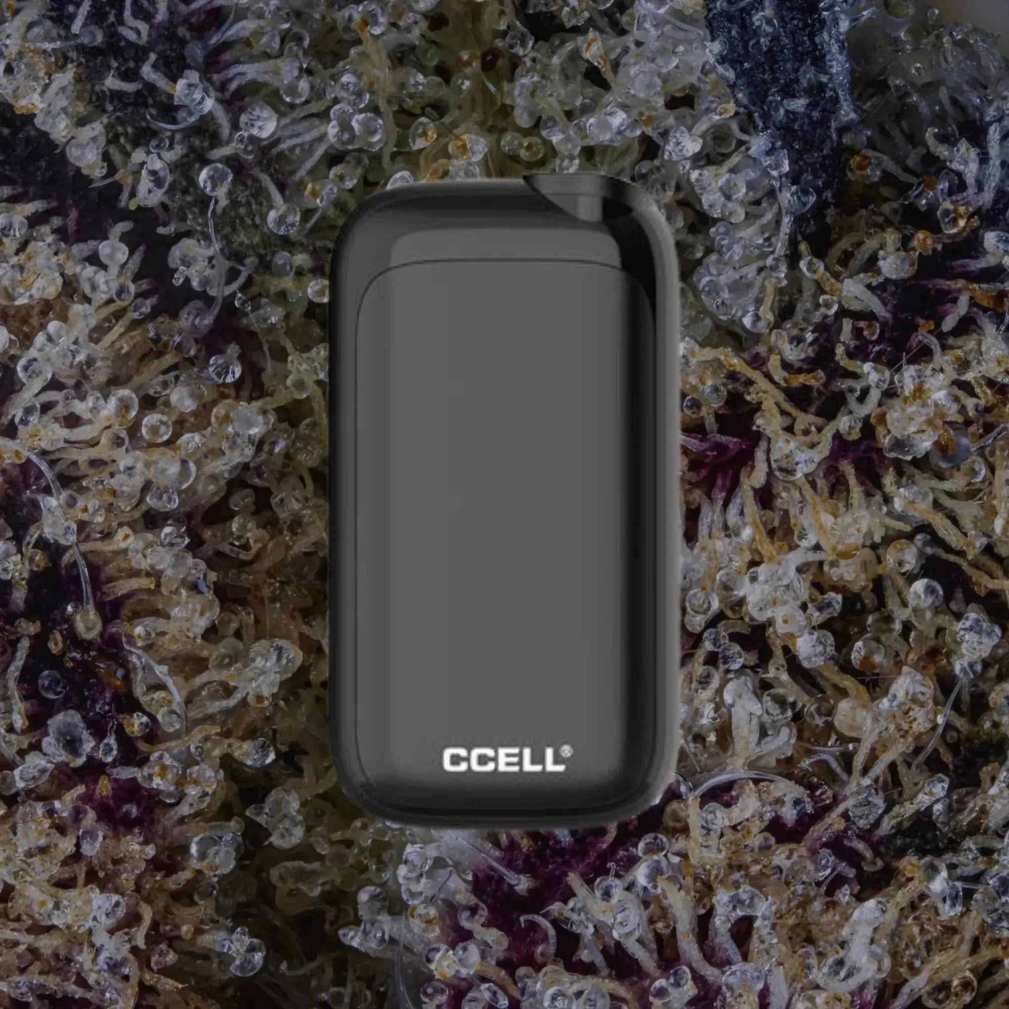 CCELL Rizo Black | Trichly