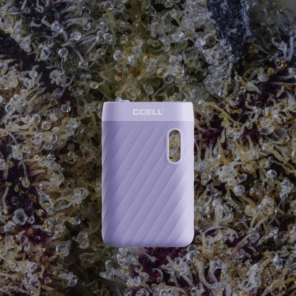 CCELL Sandwave Lavender | Trichly