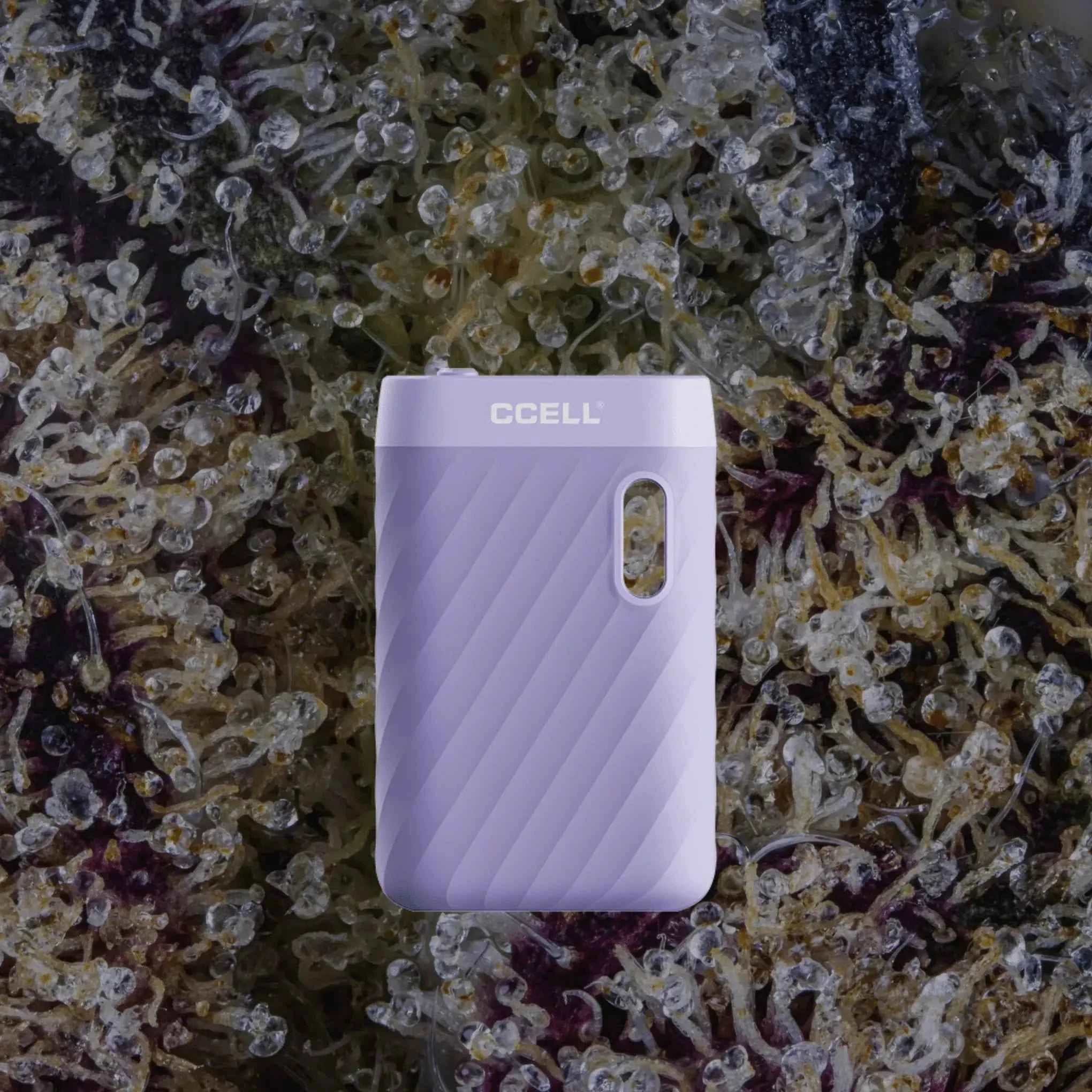 CCELL Sandwave Lavender | Trichly