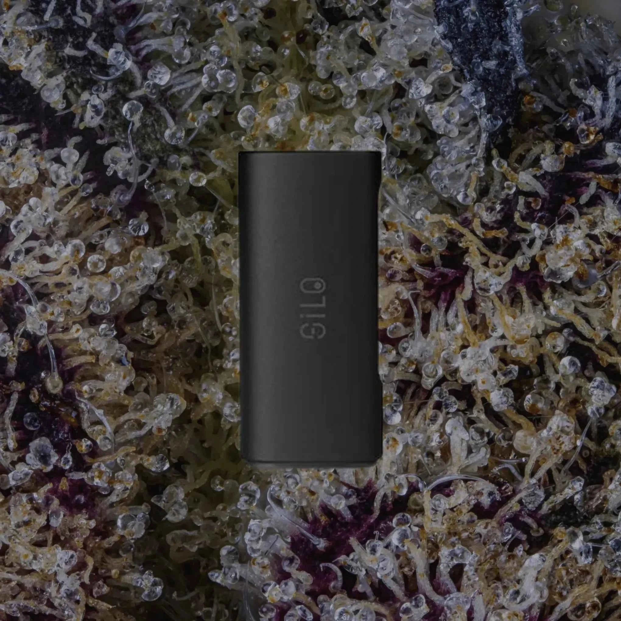 CCELL Silo Black | Trichly