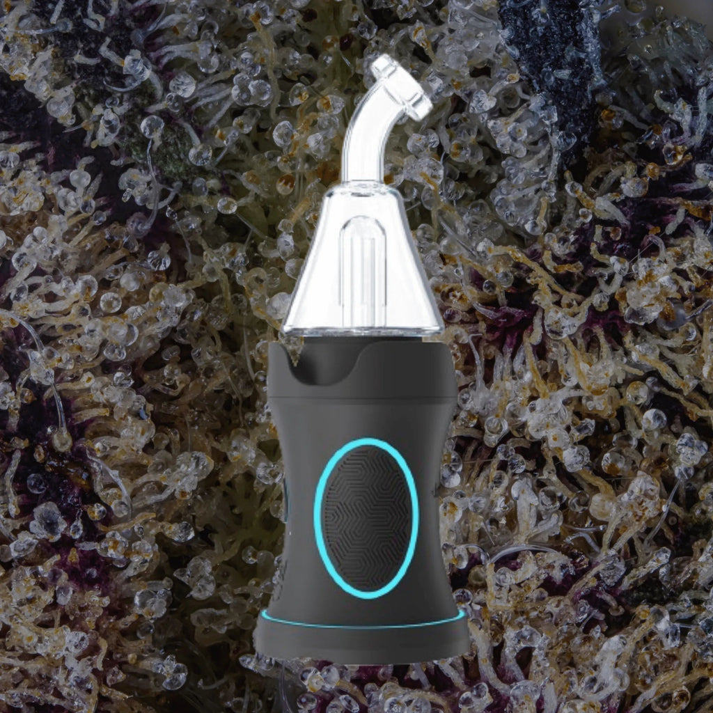 Dr. Dabber Boost Evo | Trichly