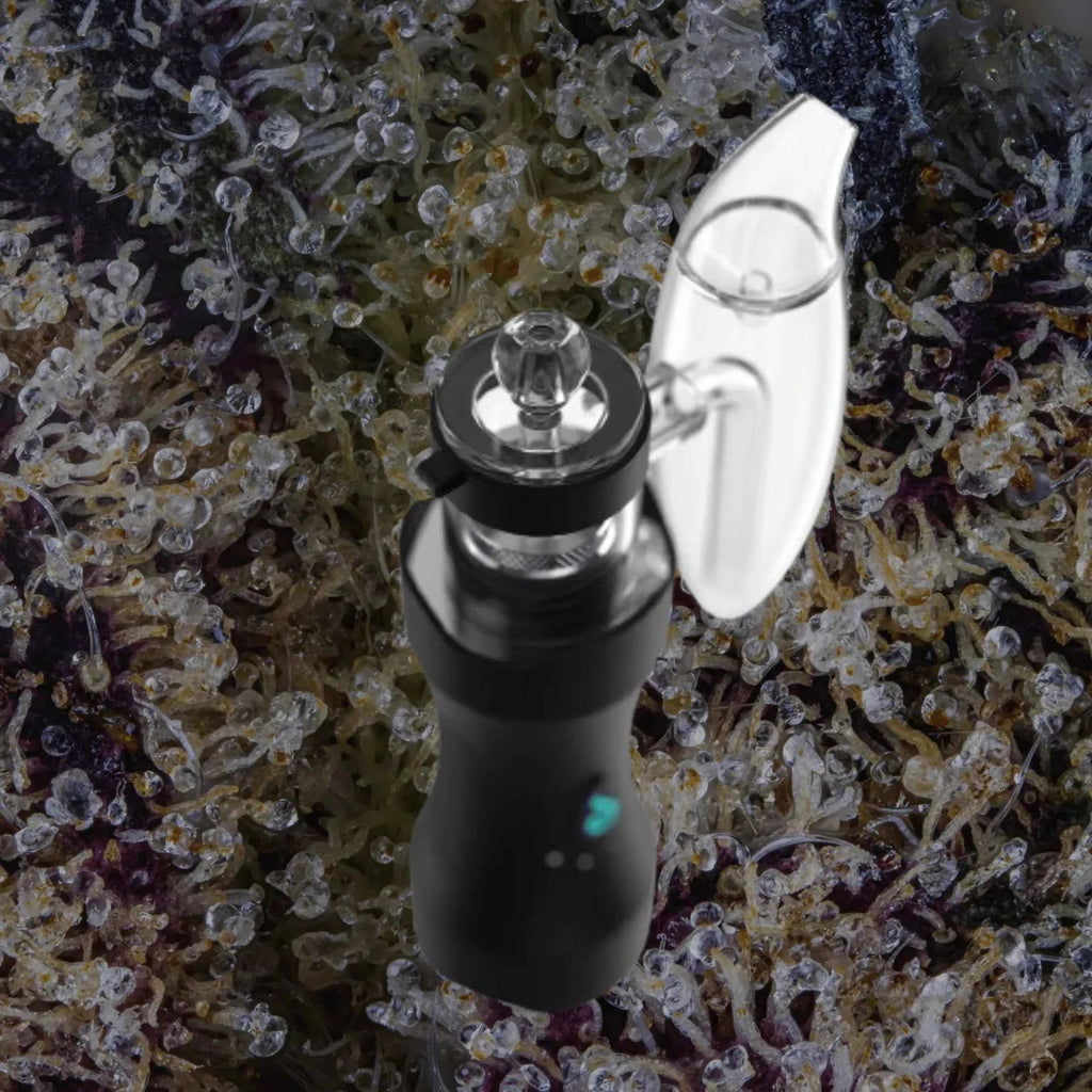 Dr. Dabber XS | Trichly