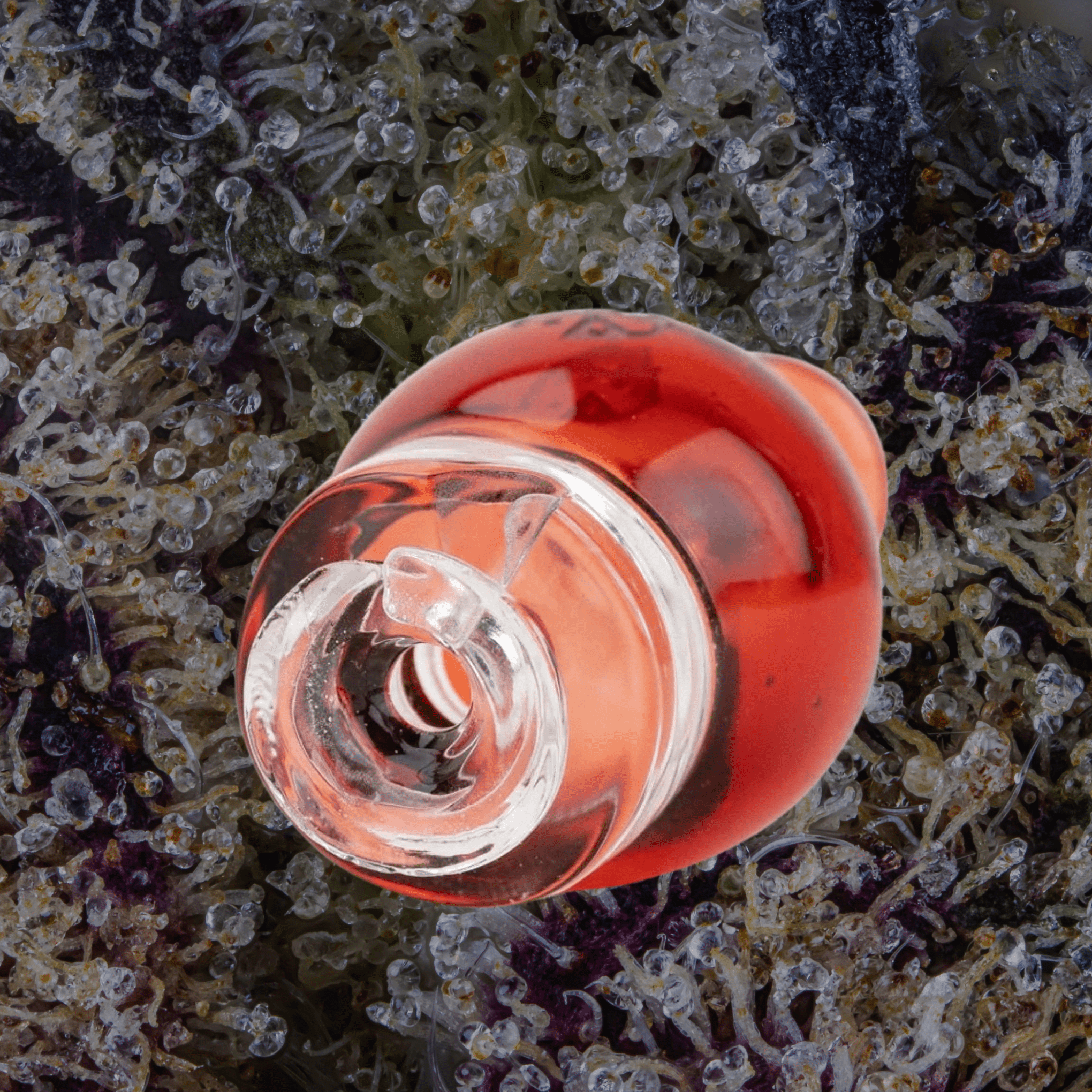 Empire Glassworks Transparent Red Puffco Pivot Top | Trichly