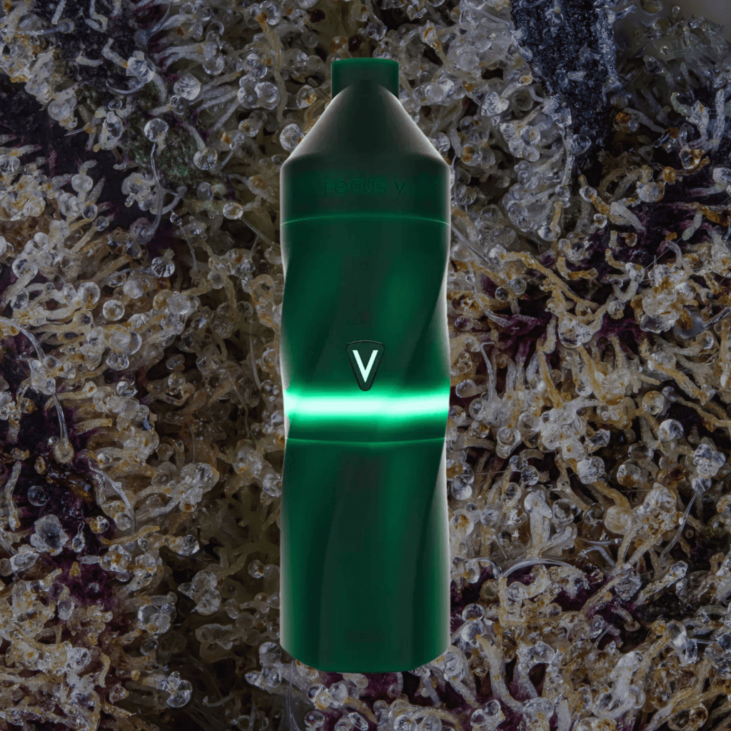 Focus V Aeris Grape | Trichly