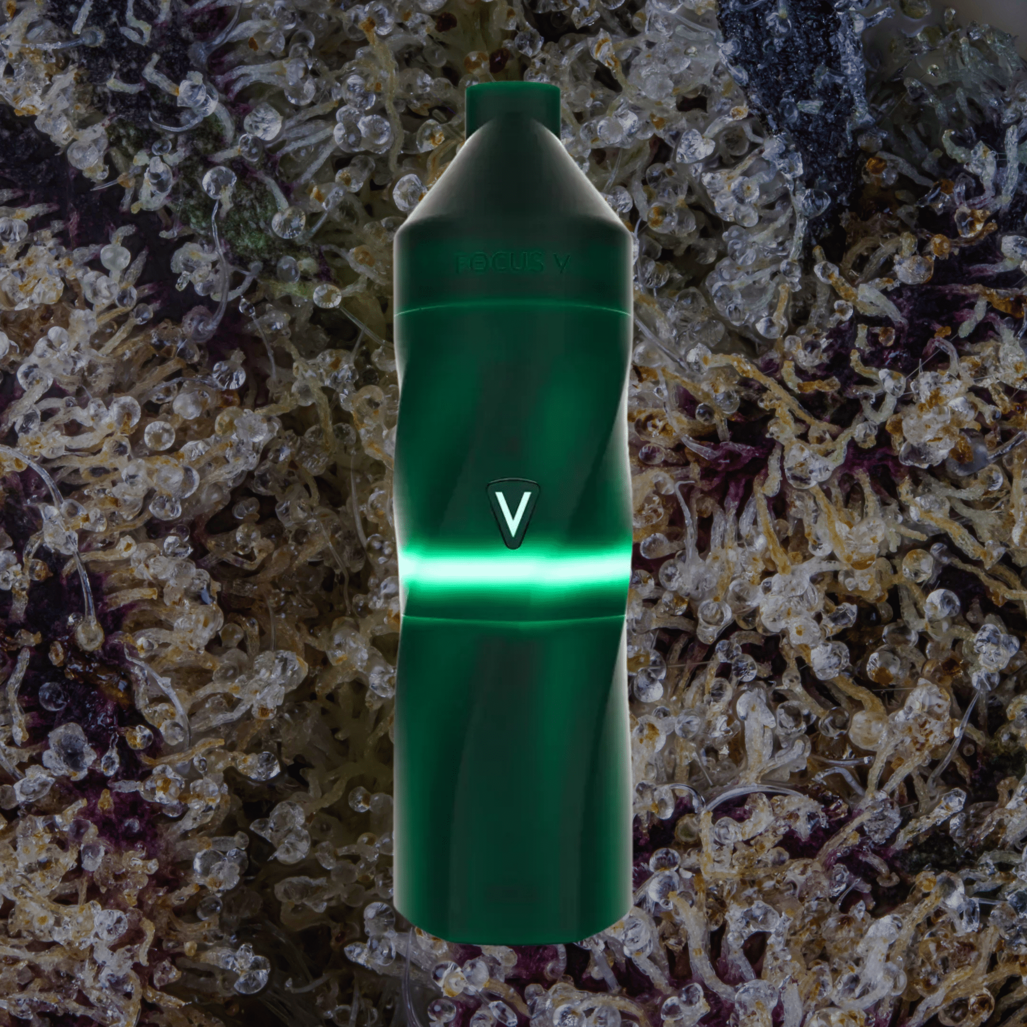 Focus V Aeris Grape | Trichly