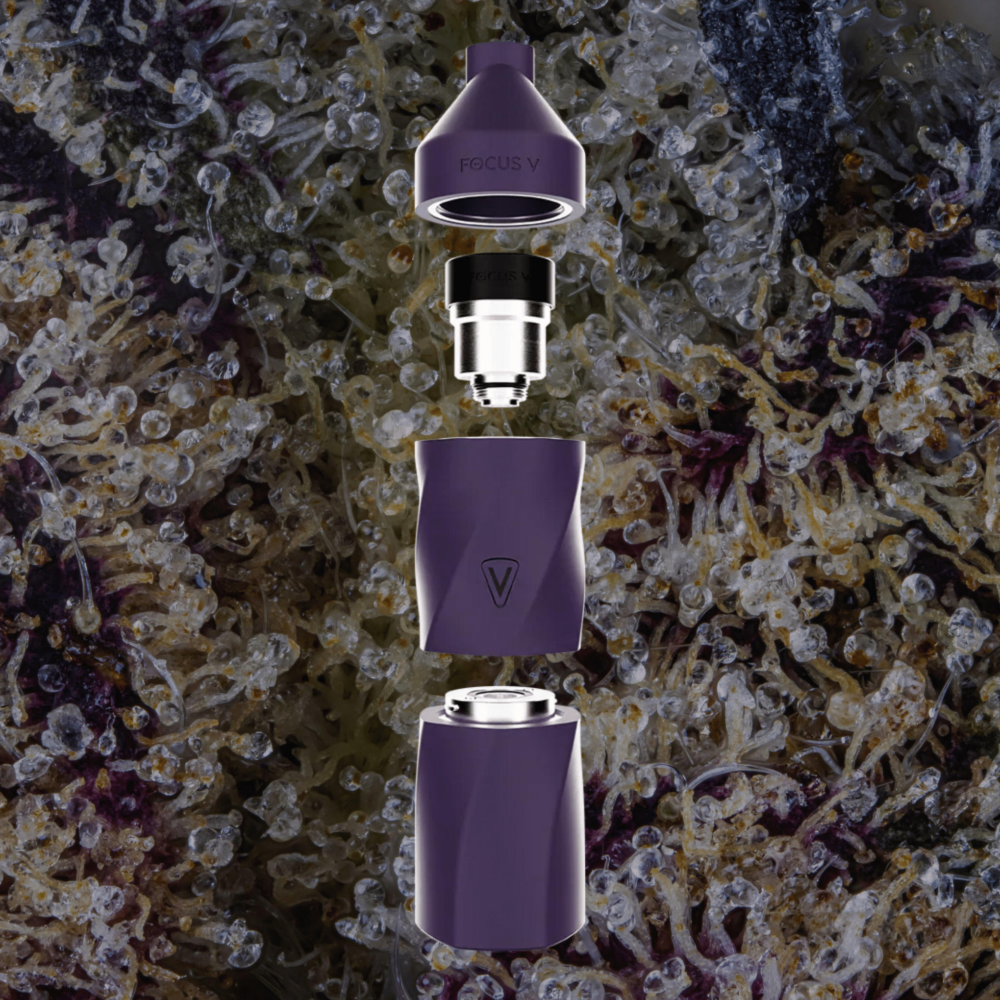Focus V Aeris Grape | Trichly