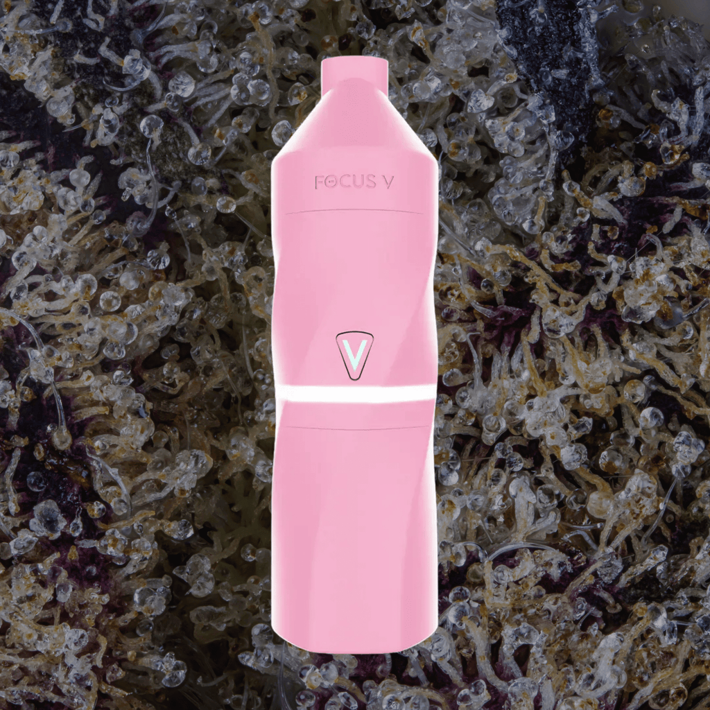 Focus V Aeris Grape | Trichly