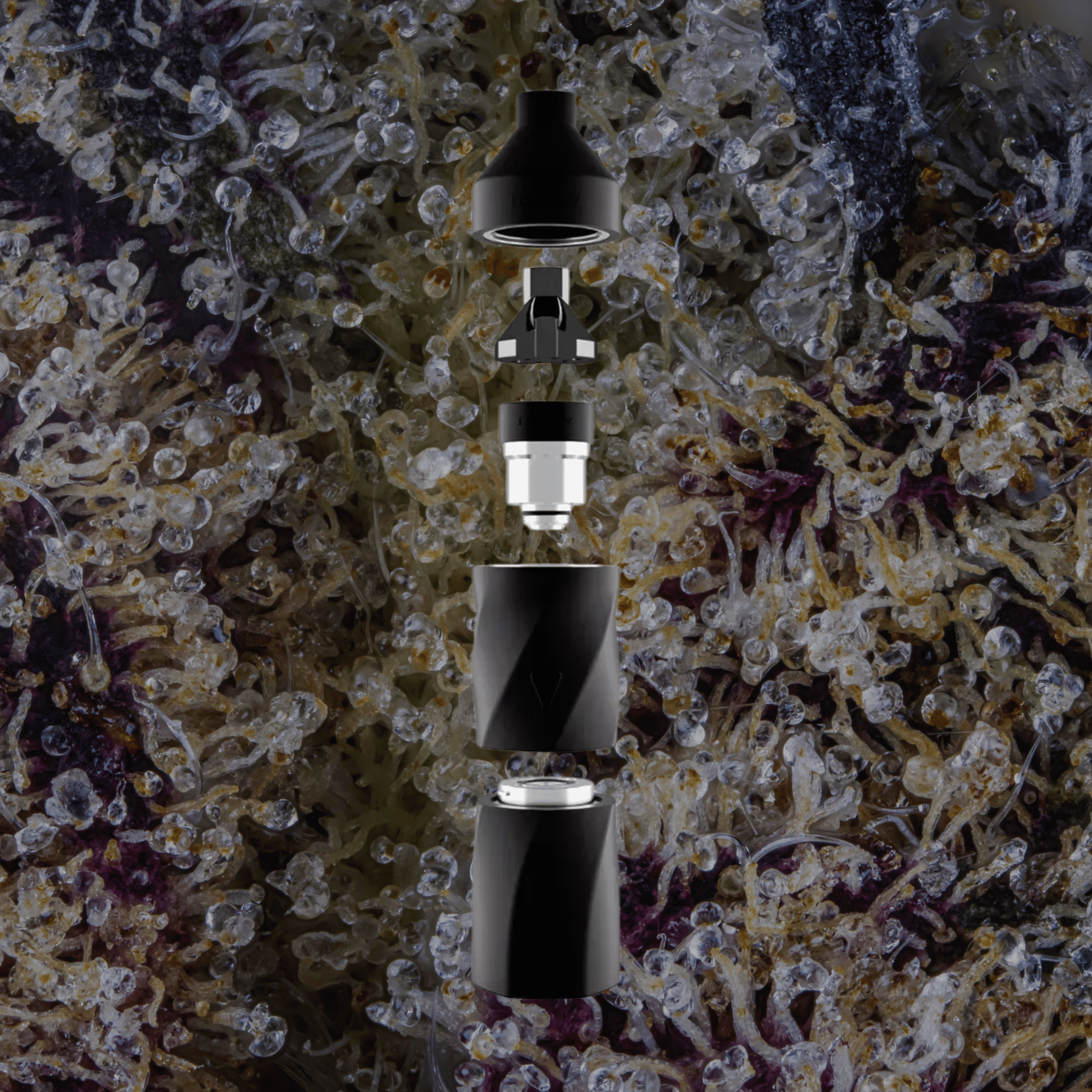 Focus V Aeris Grape | Trichly