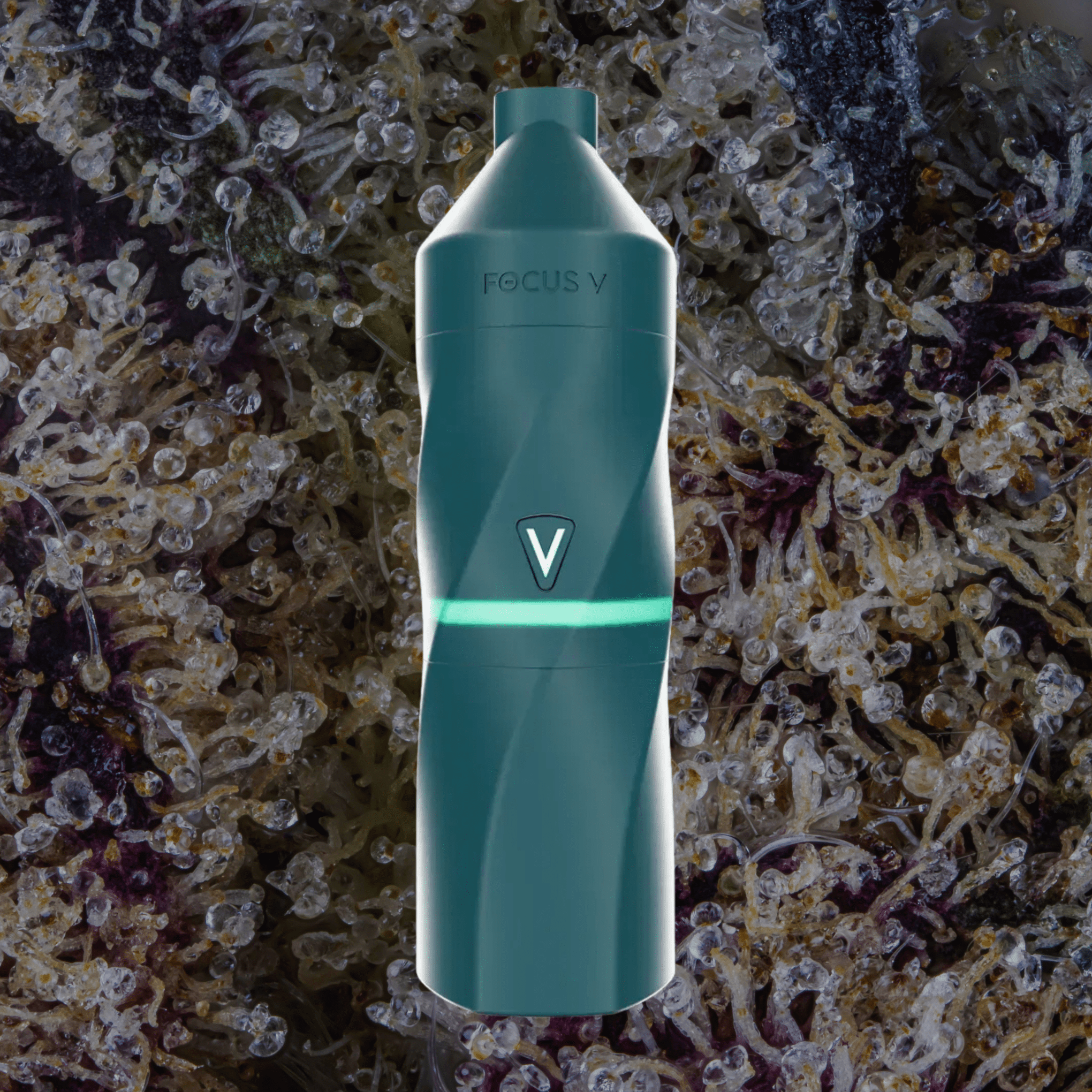 Focus V Aeris Grape | Trichly