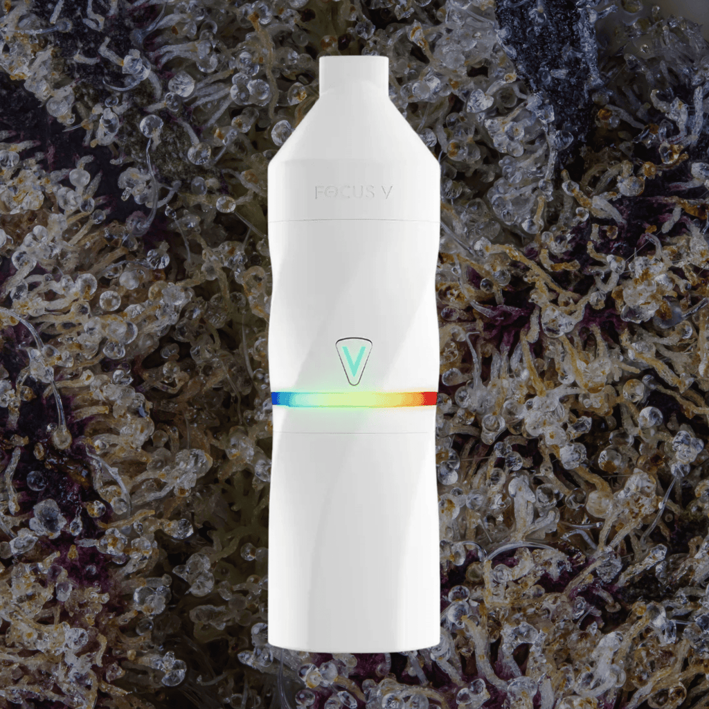 Focus V Aeris Grape | Trichly