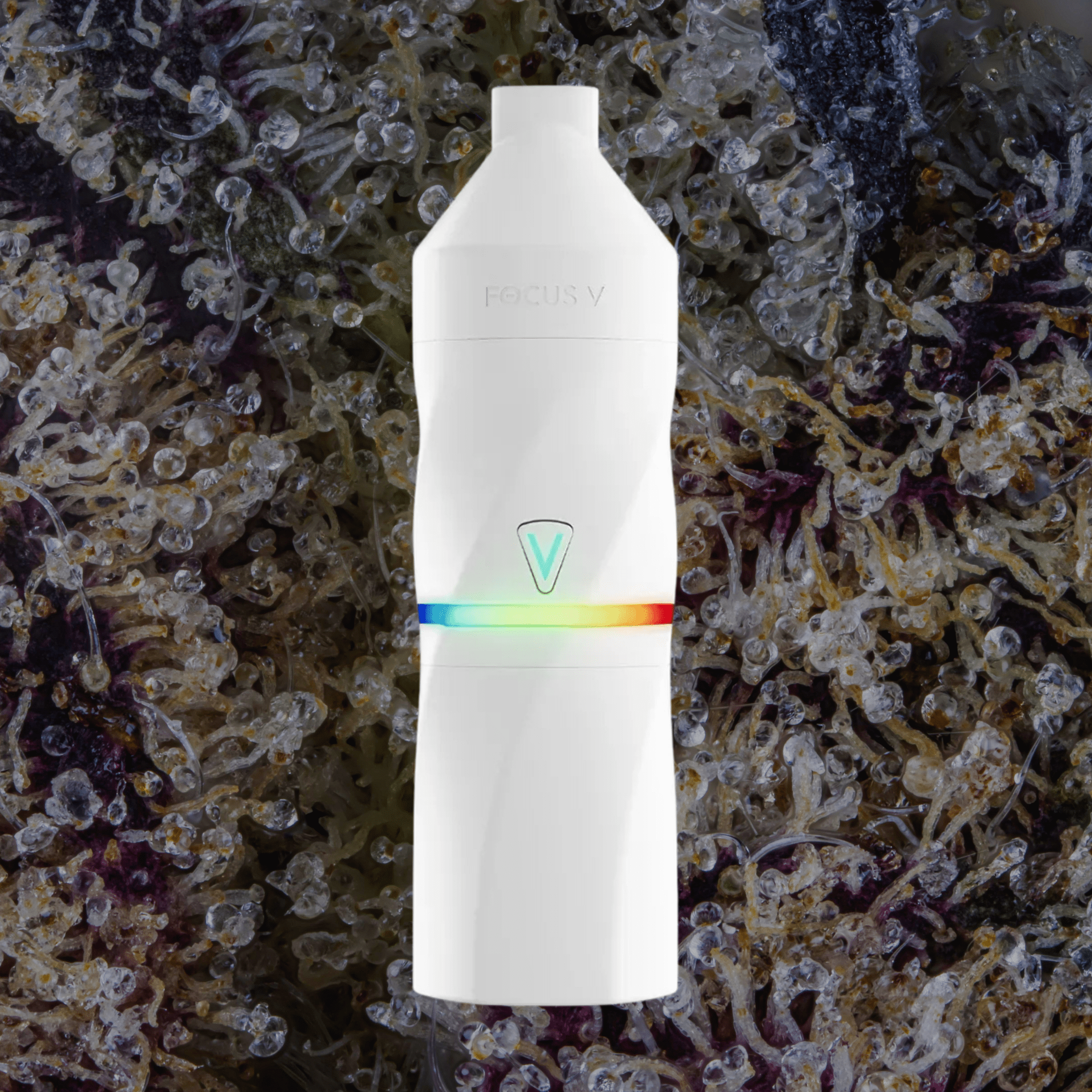 Focus V Aeris Grape | Trichly