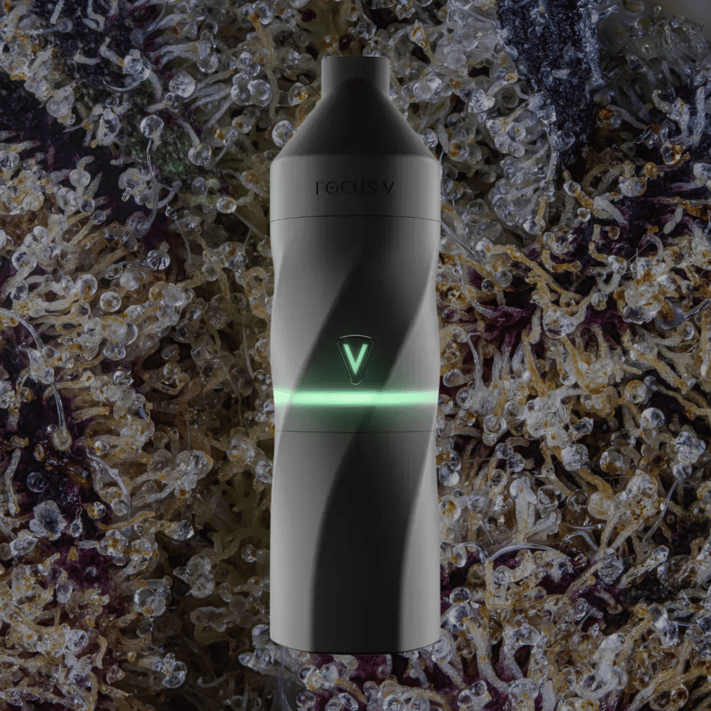 Focus V Aeris Grape | Trichly
