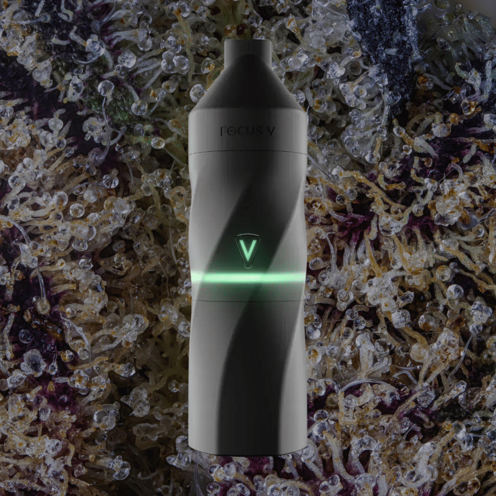 Focus V Aeris Grape | Trichly