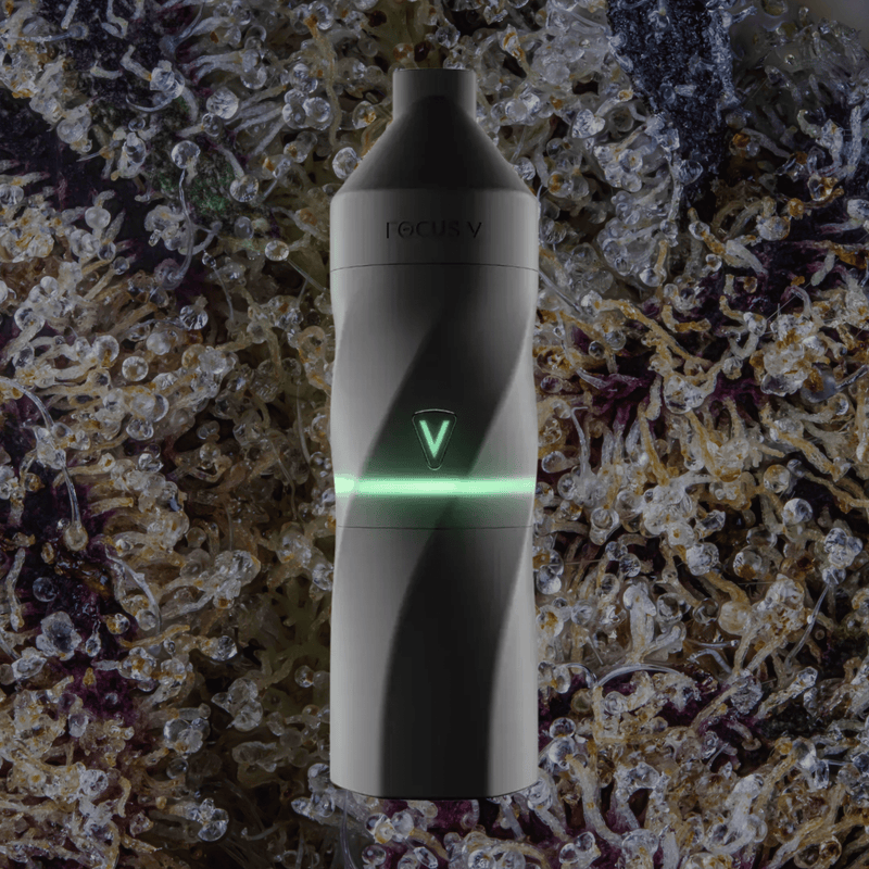 Focus V Aeris Grape | Trichly