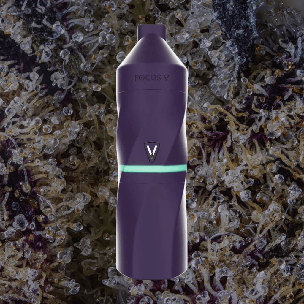 Focus V Aeris Grape | Trichly