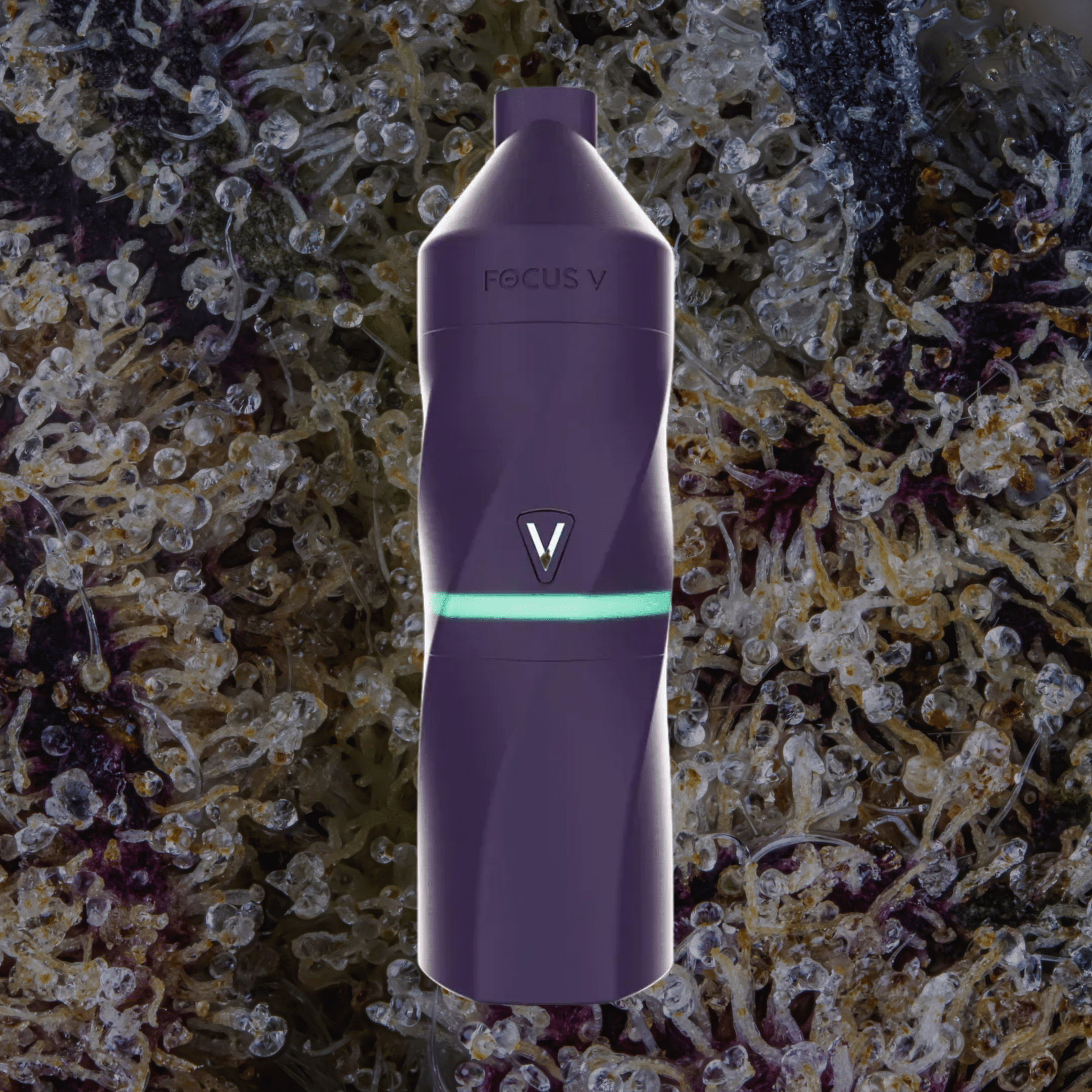 Focus V Aeris Grape | Trichly