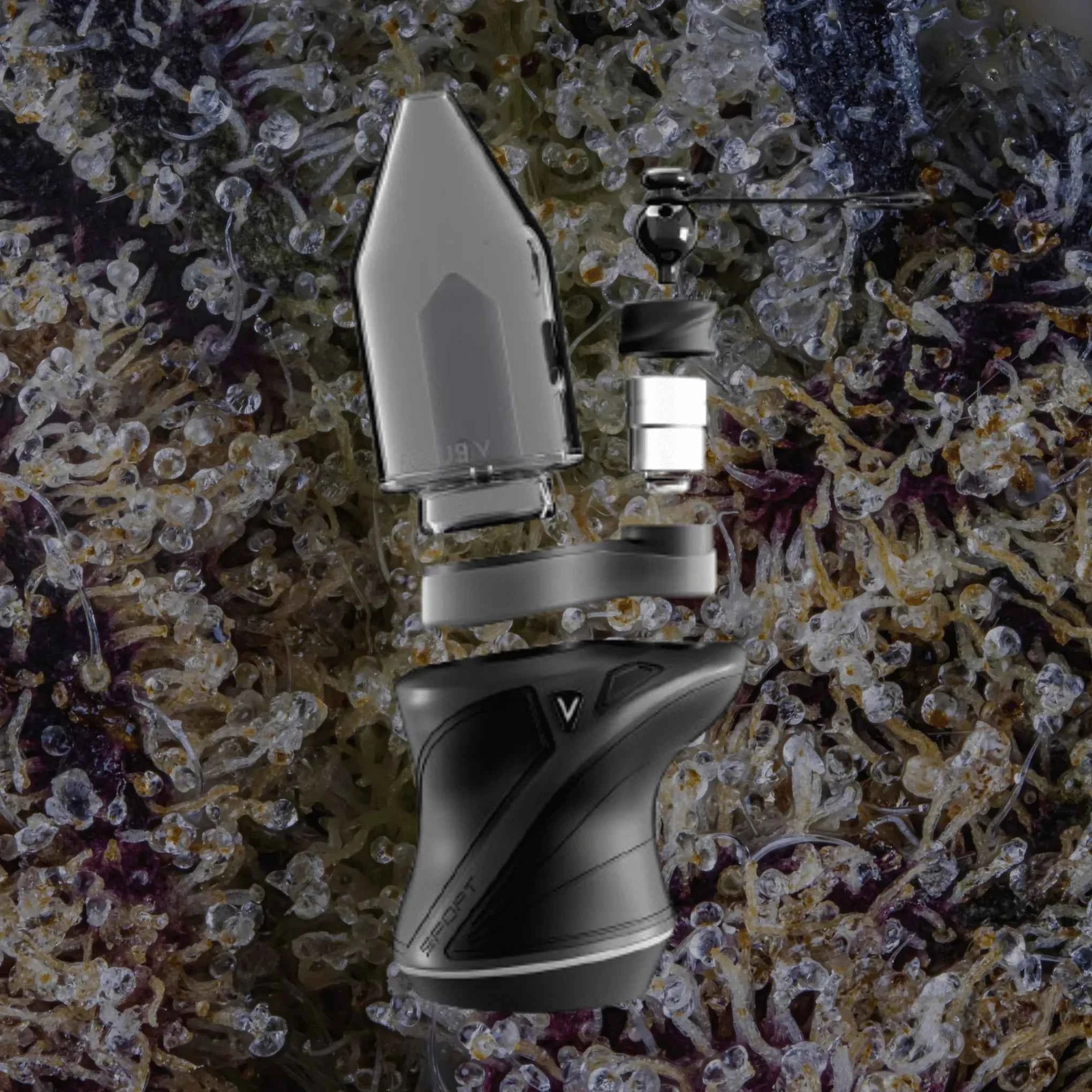 Focus V Carta Sport Lilac | Trichly