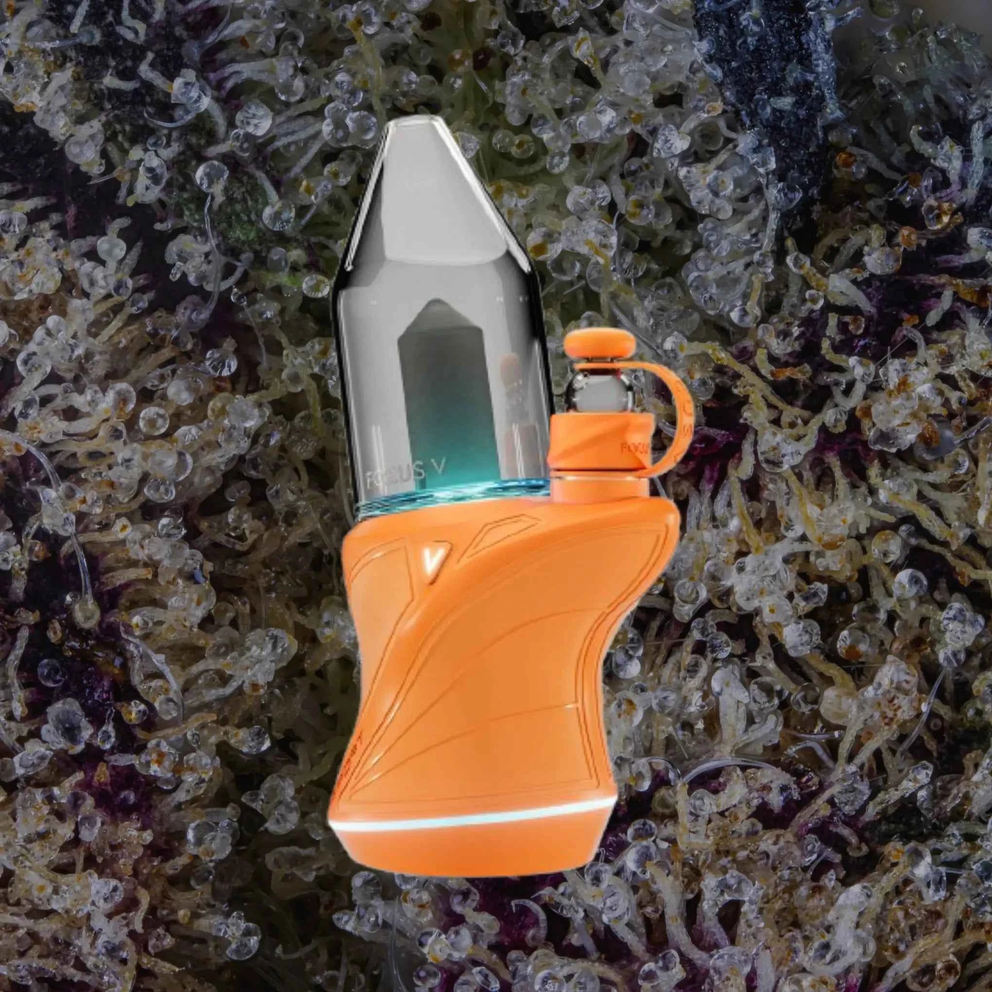 Focus V Carta Sport Tangerine | Trichly