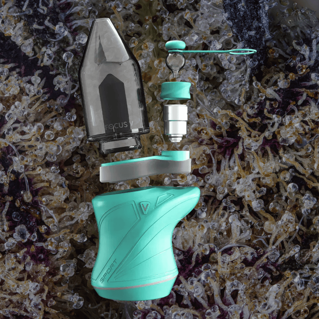 Focus V Carta Sport Teal | Trichly