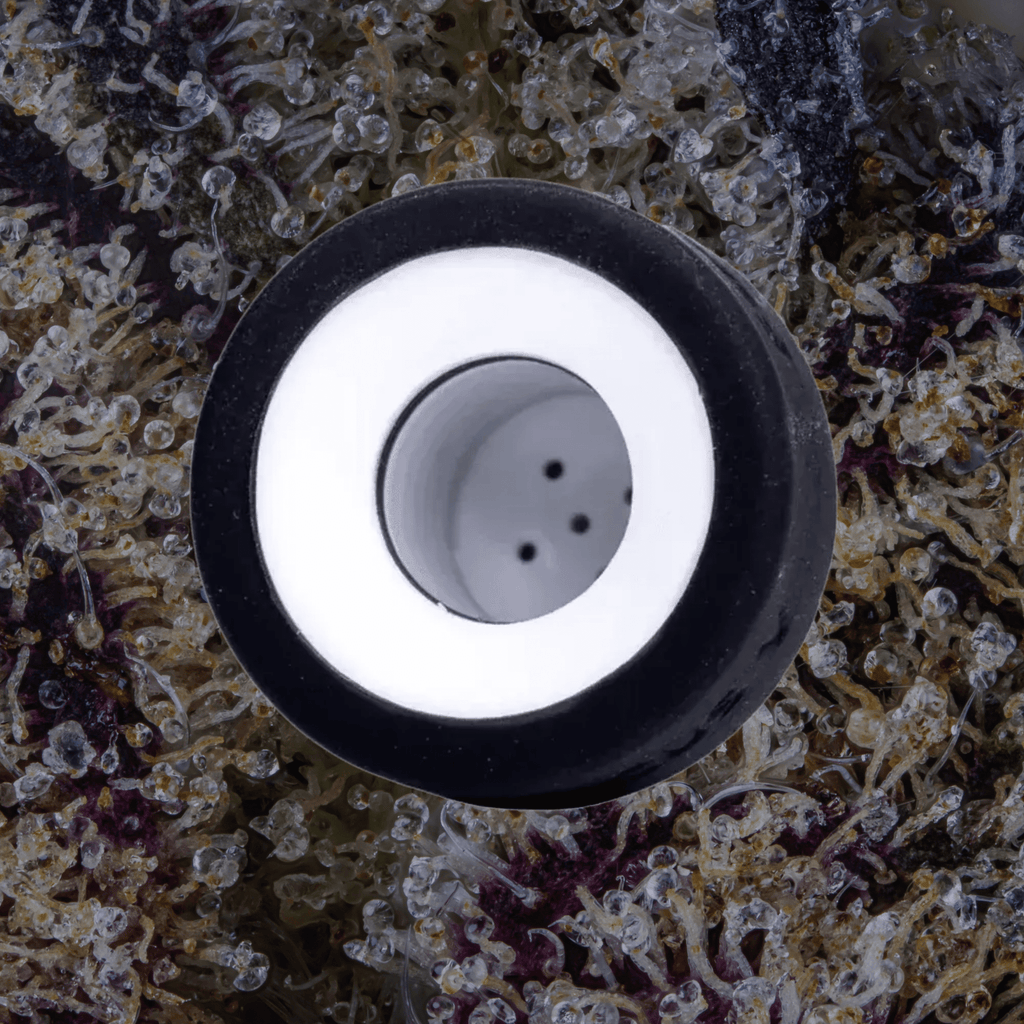 Focus V Intelli - Core Atomizers Intelli - Core (Dry Herb) | Trichly