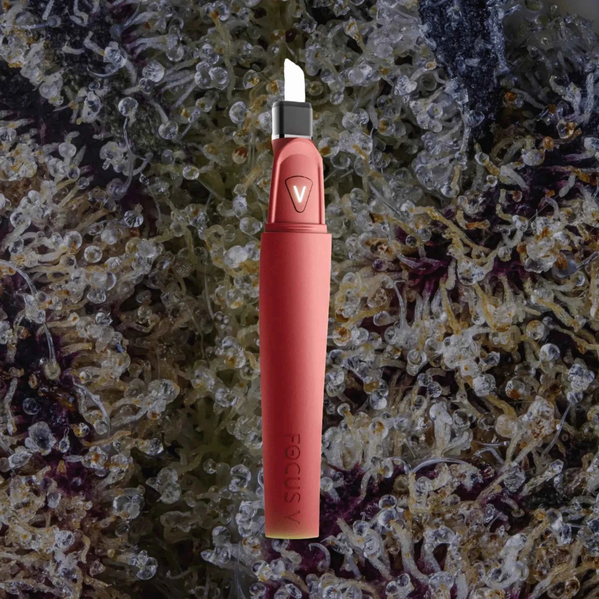 Focus V Saber Hot Knife Bordeaux | Trichly