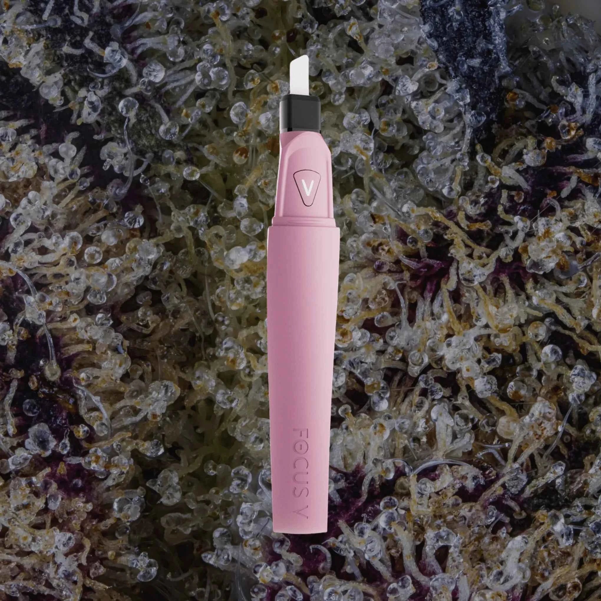 Focus V Saber Hot Knife Bubblegum | Trichly