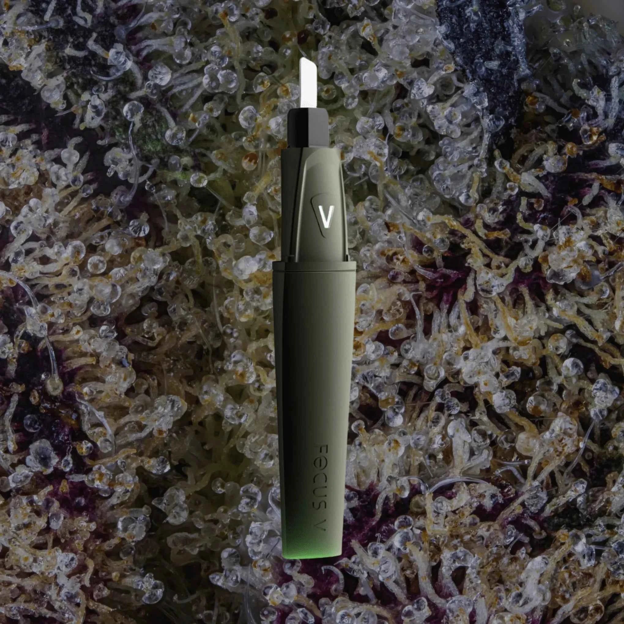 Focus V Saber Hot Knife Forest | Trichly