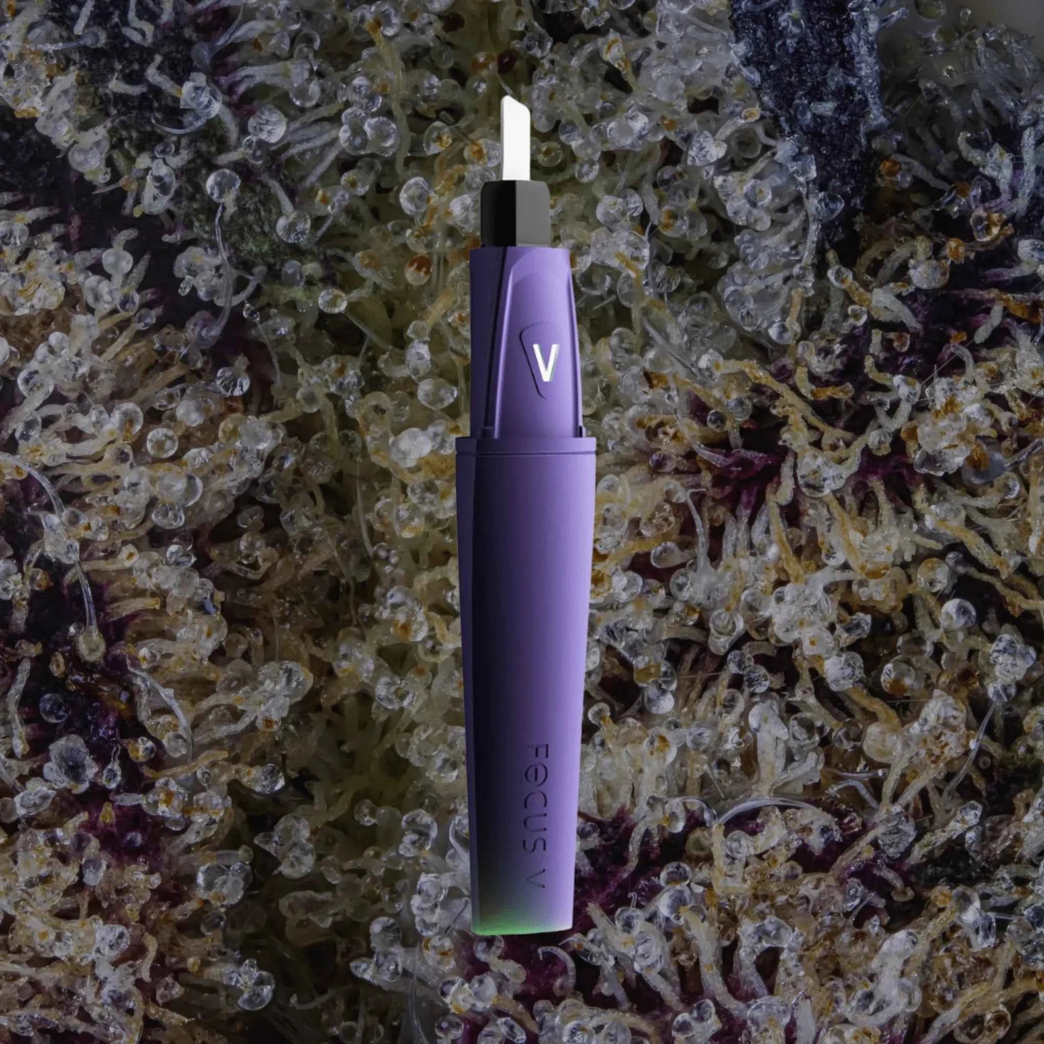 Focus V Saber Hot Knife Grape | Trichly