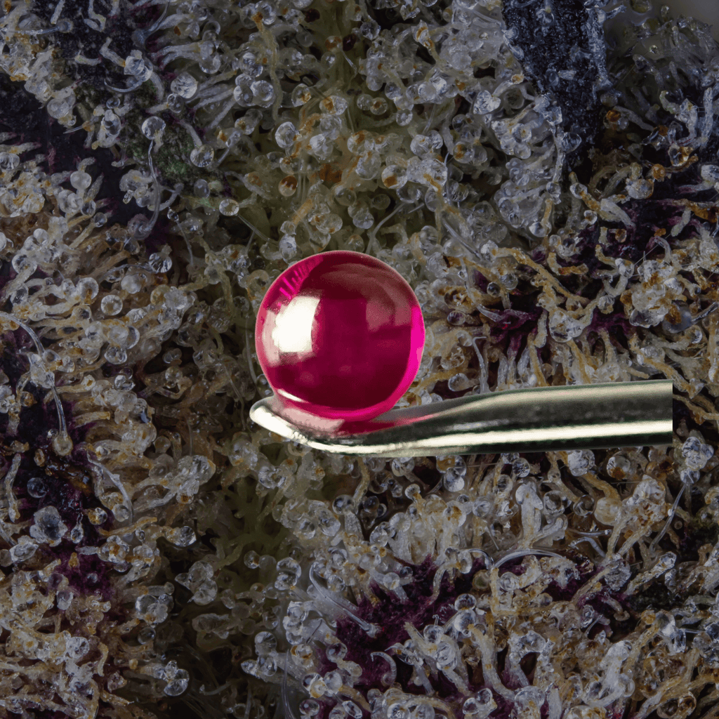 MJ Arsenal Ruby Terp Pearls Clear | Trichly