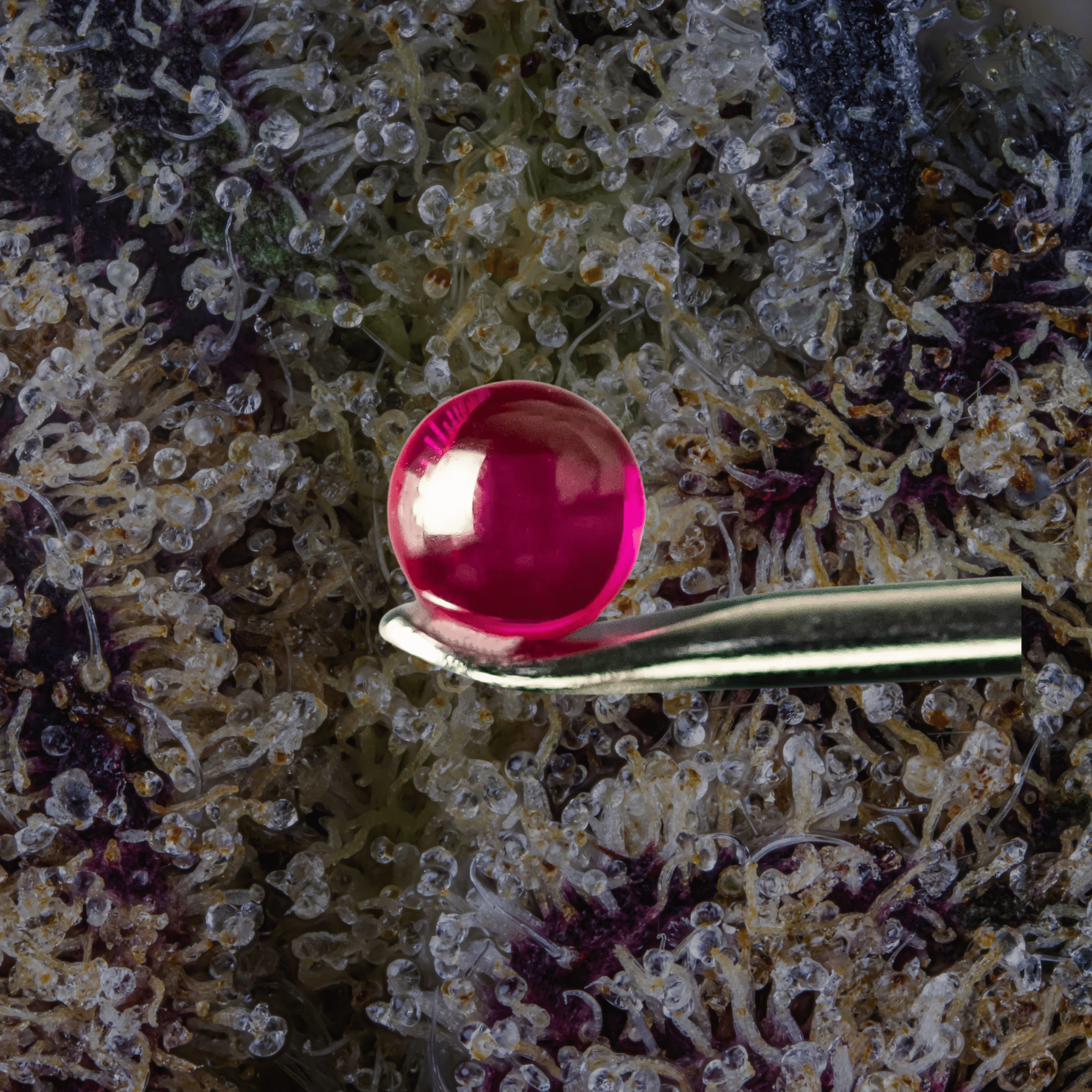 MJ Arsenal Ruby Terp Pearls Ruby | Trichly