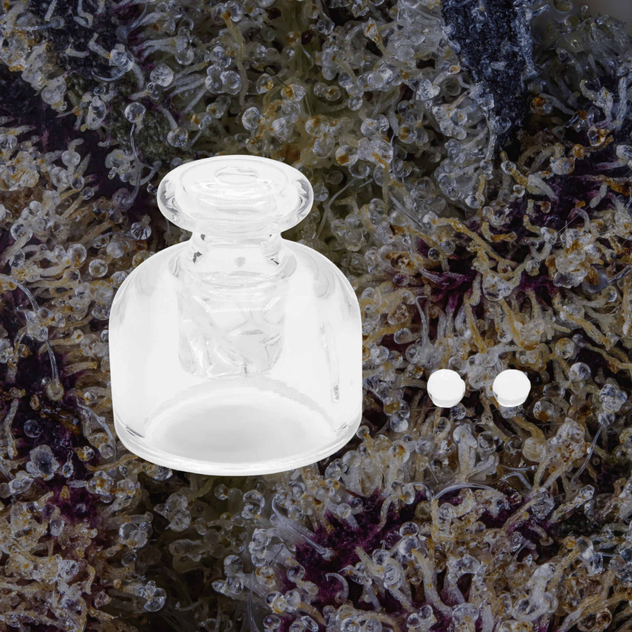 Modül Dok Glass Carb Cap & Terp Pearls | Trichly