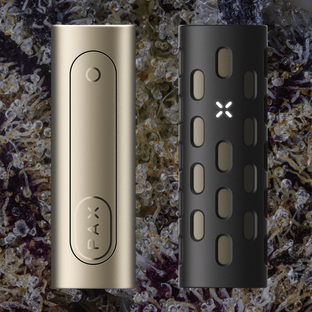 PAX Flow Champagne | Trichly