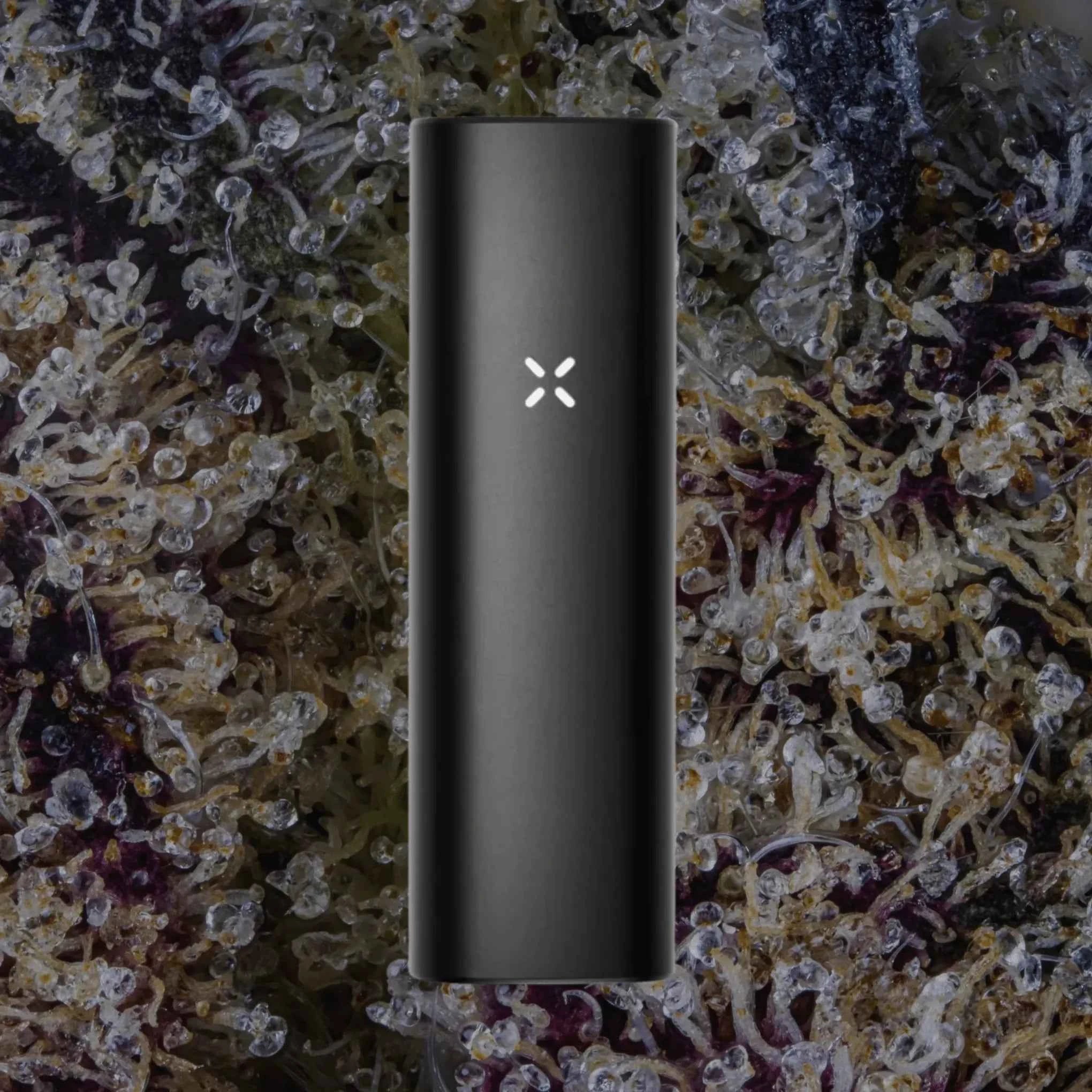 PAX Plus Onyx | Trichly