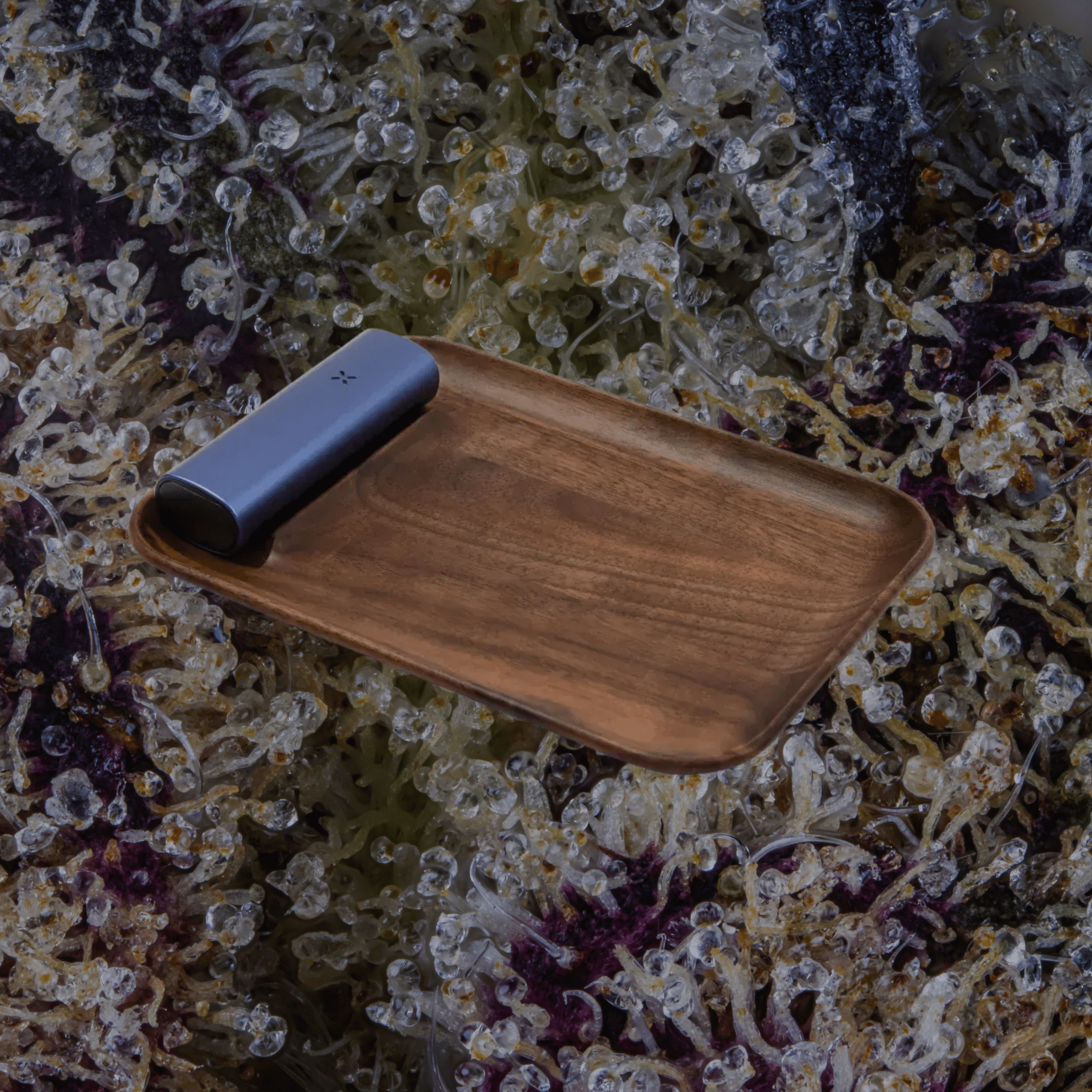 Pax Prep Tray | Trichly