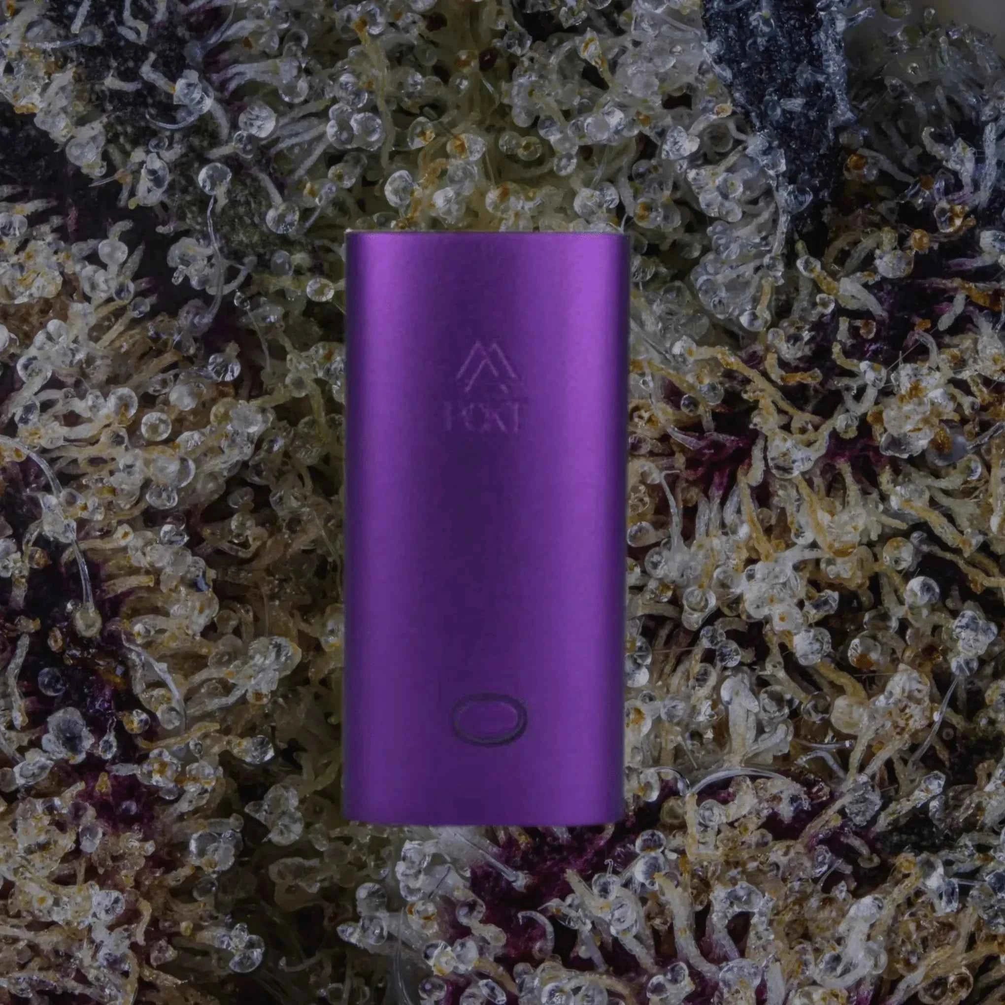 PCKT Two Purple Haze | Trichly