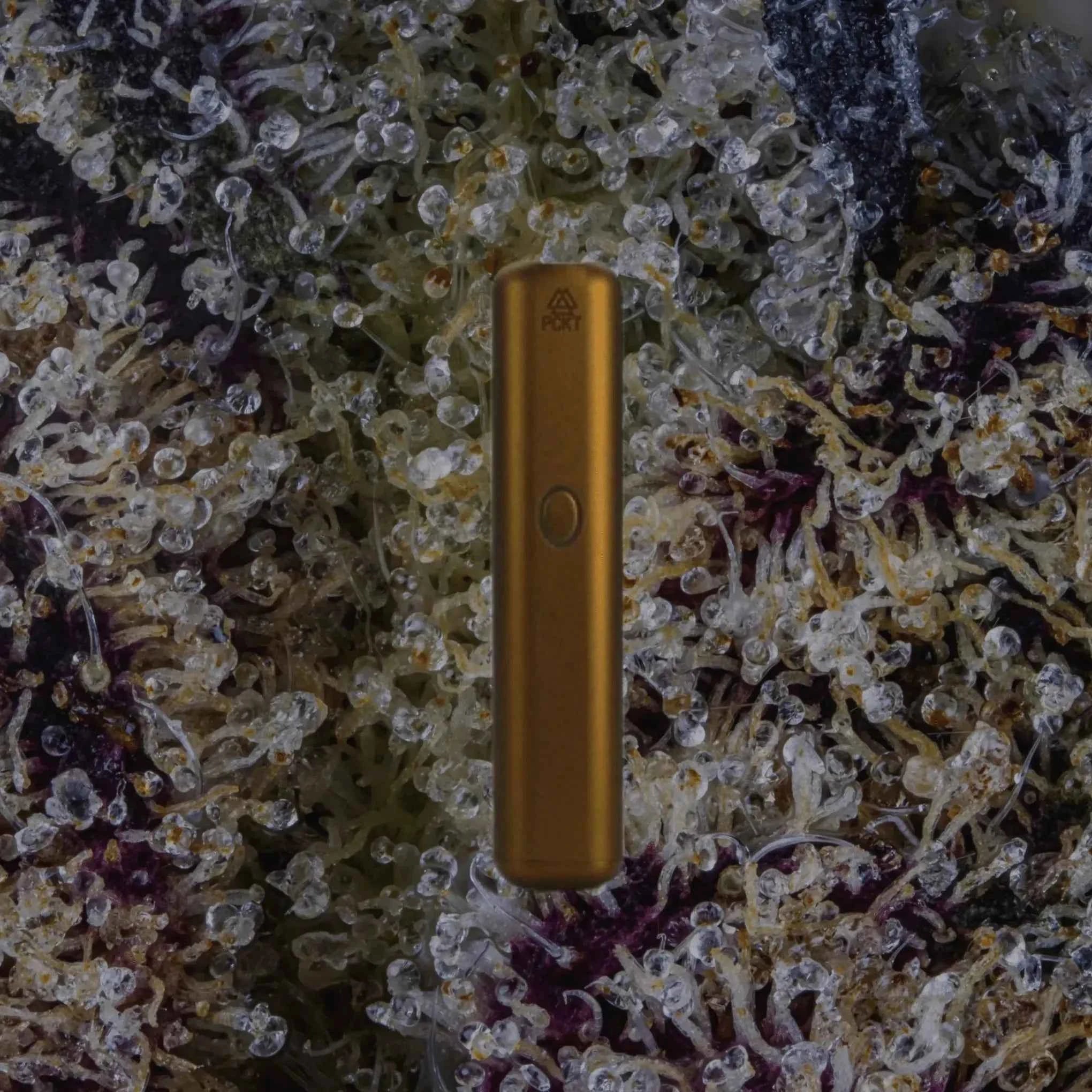 PCKT VRTCL Humboldt | Trichly