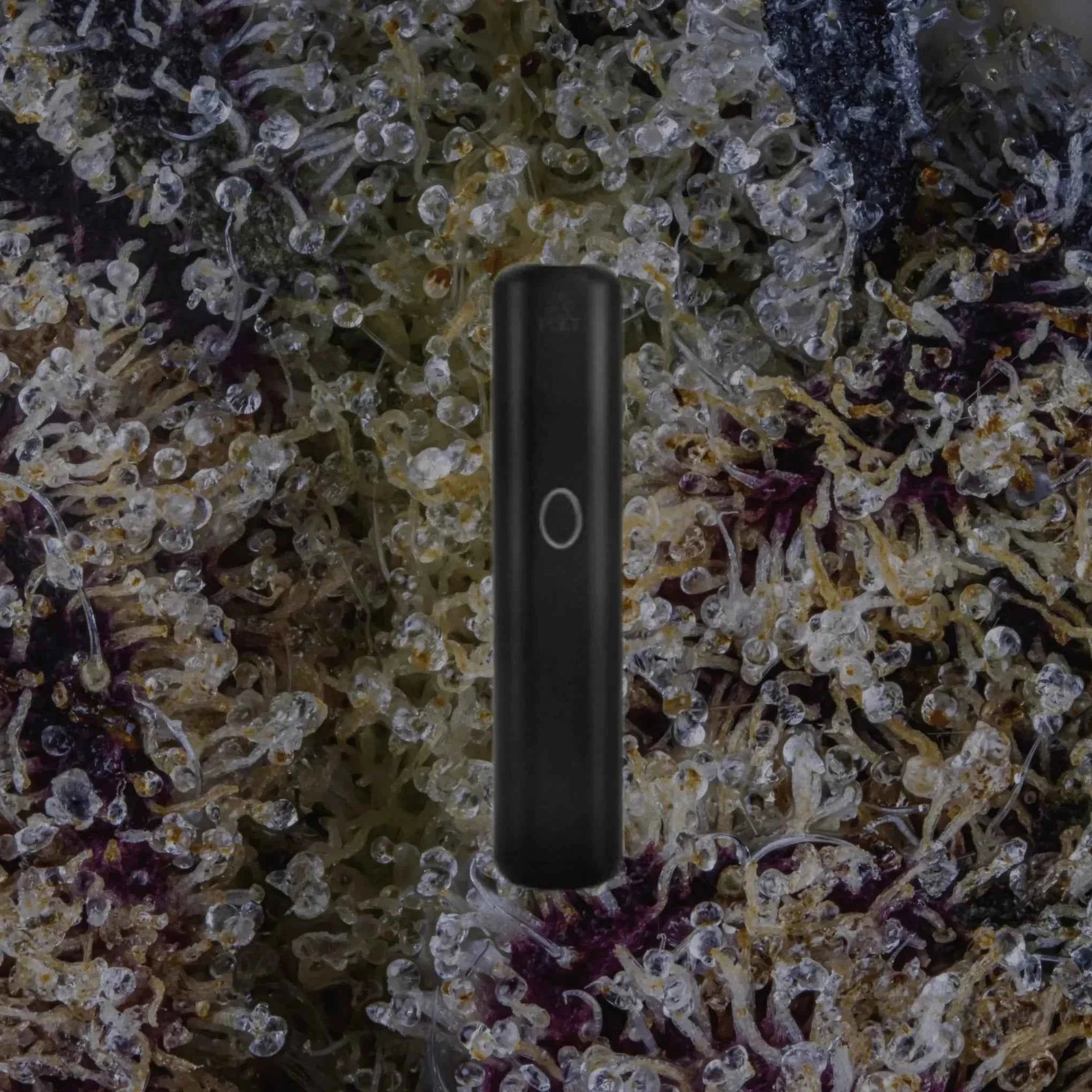 PCKT VRTCL Midnight | Trichly