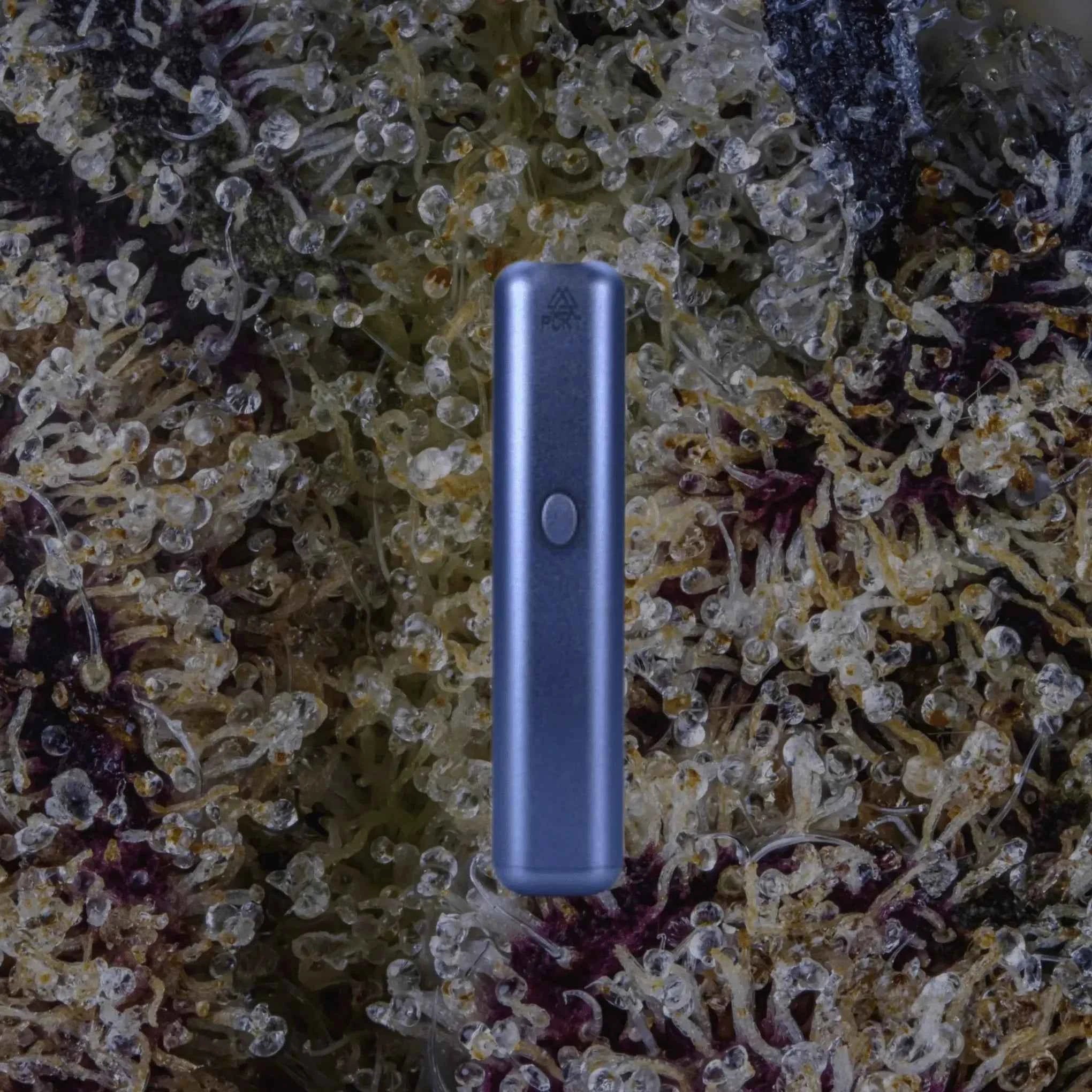 PCKT VRTCL Pacific | Trichly