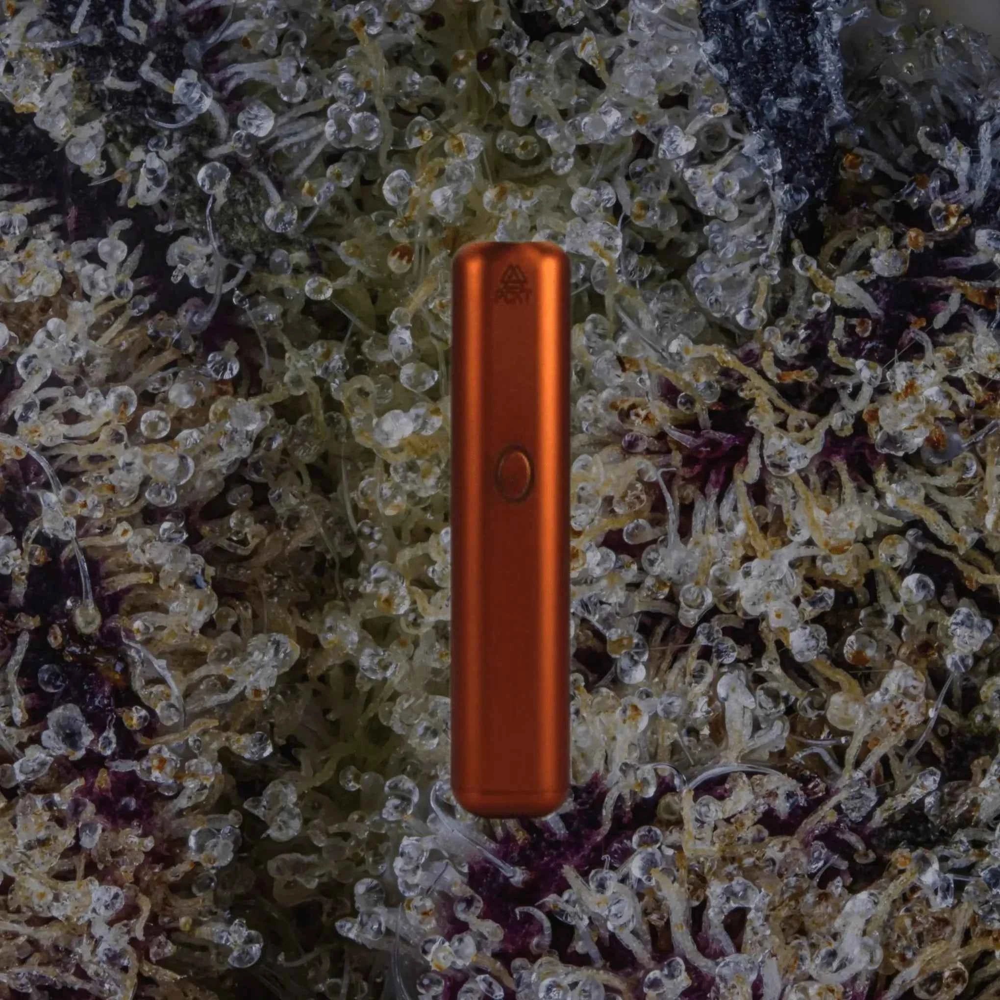 PCKT VRTCL Rustic | Trichly