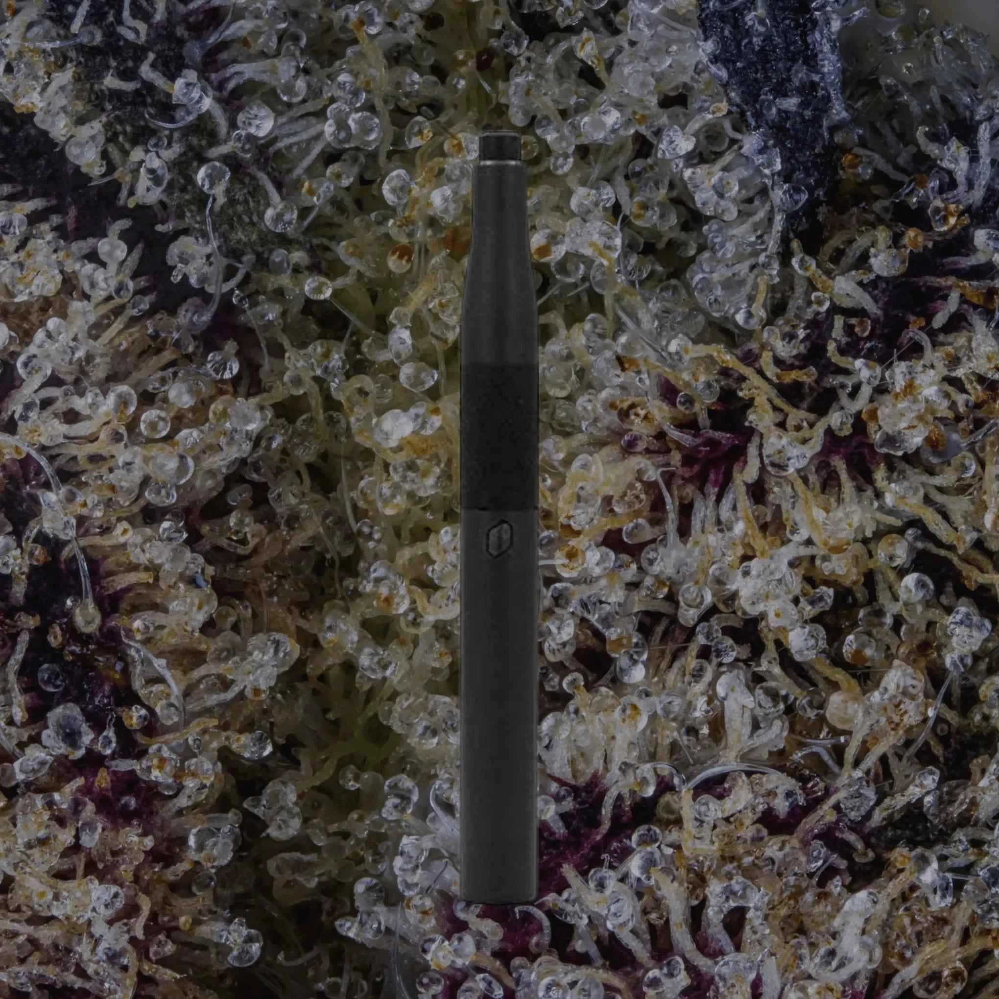 Puffco New Plus Onyx | Trichly