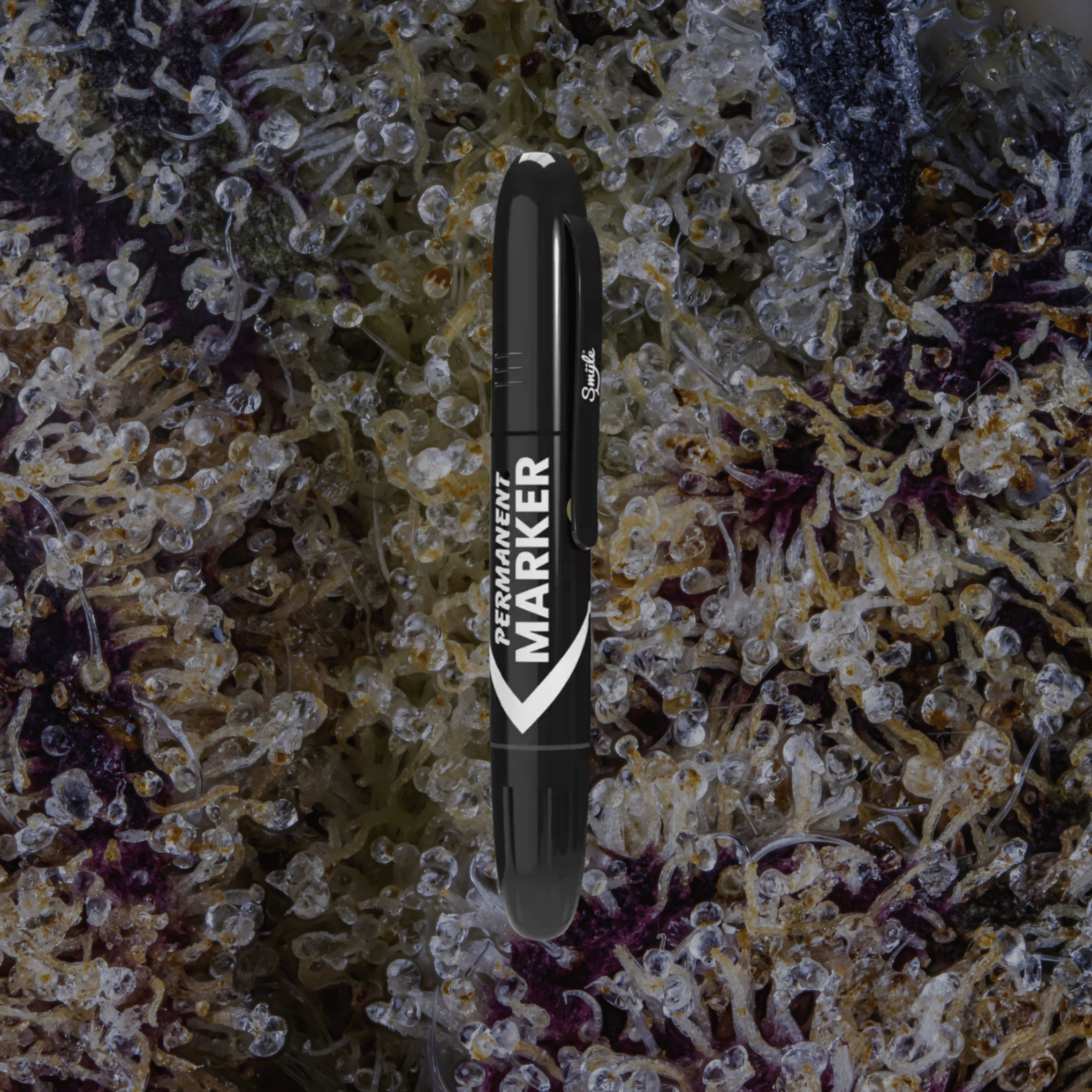 Smyle Labs Permanent Marker Black | Trichly